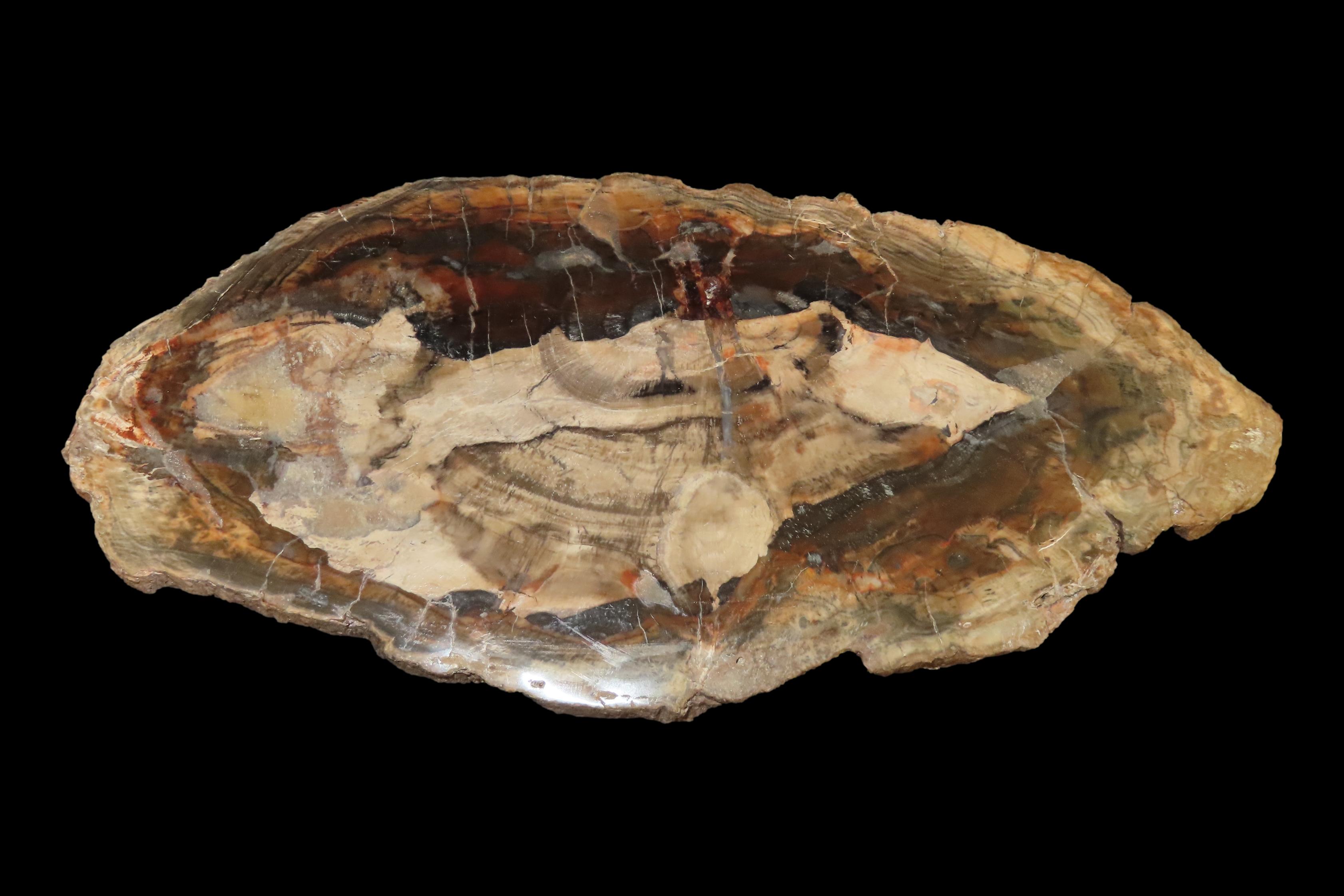 Large Colorful Polished Slab of Petrifeid Wood. Fully Polished on Both Sides, Beautiful Colorful Example.