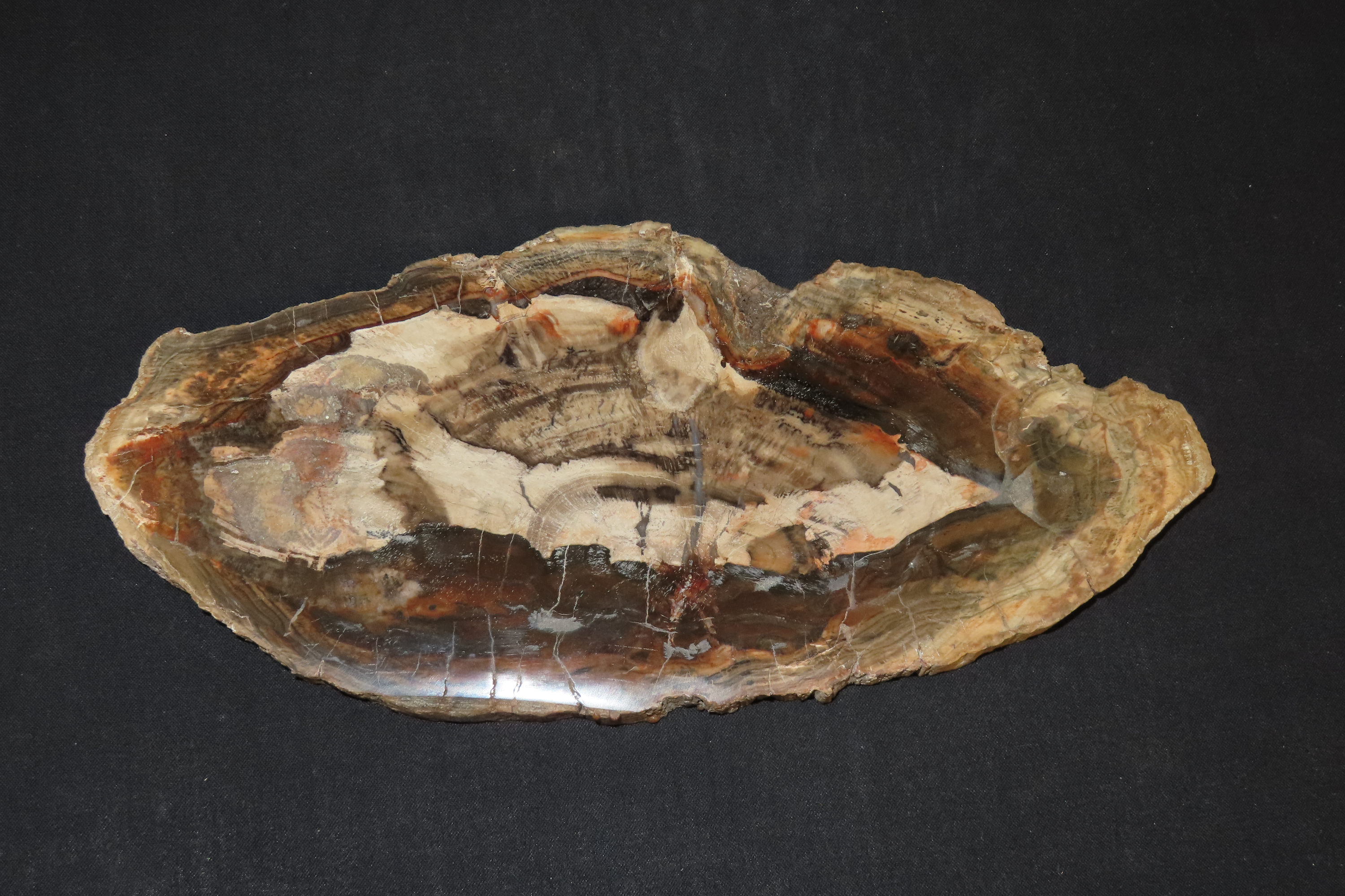 Large Colorful Polished Slab of Petrifeid Wood. Fully Polished on Both Sides, Beautiful Colorful Example.