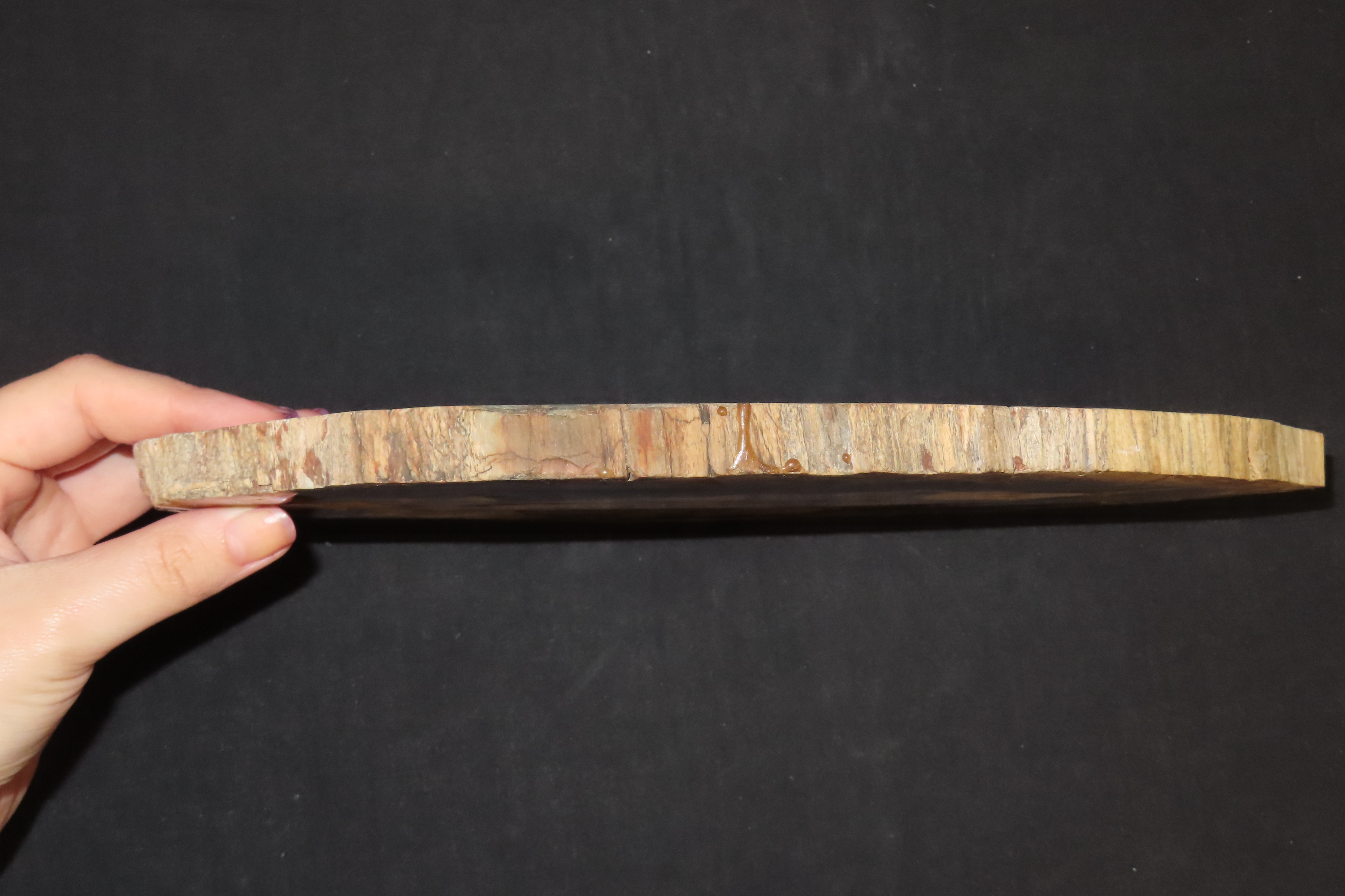 Large Colorful Polished Slab of Petrifeid Wood. Fully Polished on Both Sides, Beautiful Colorful Example.