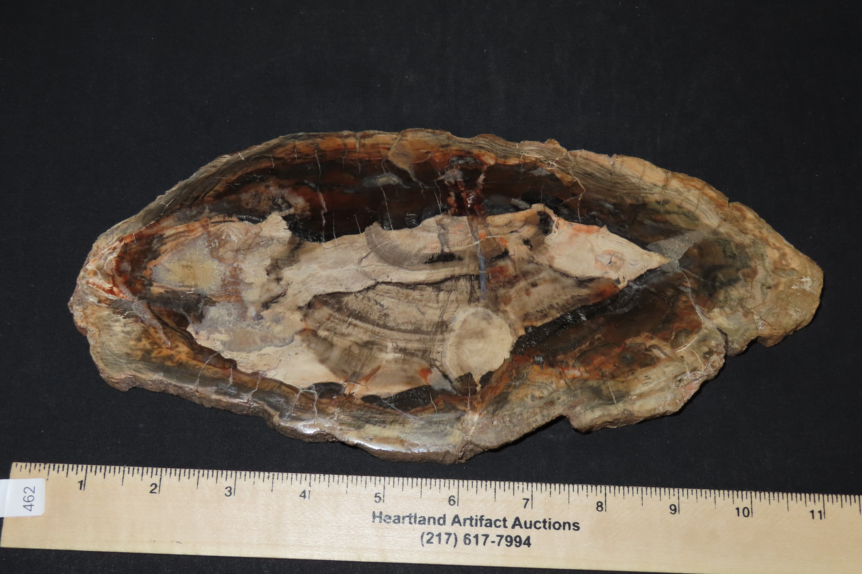 Large Colorful Polished Slab of Petrifeid Wood. Fully Polished on Both Sides, Beautiful Colorful Example.