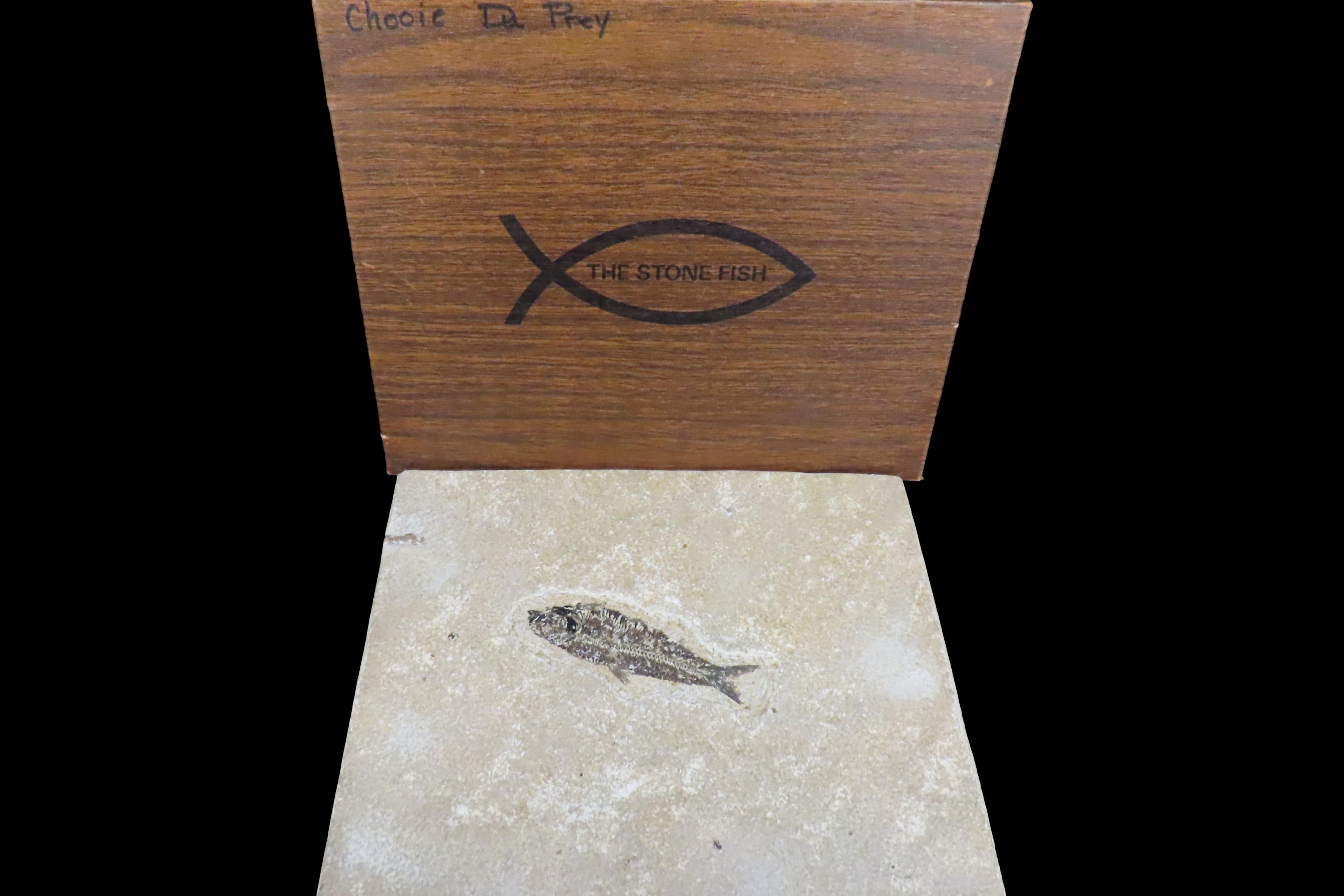 Impressive Huge 10 1/2" Detailed Fish Fossil (Diplomystus) from the Green River Formation in Wyoming, 50 Million Years old! Amazing High Gra