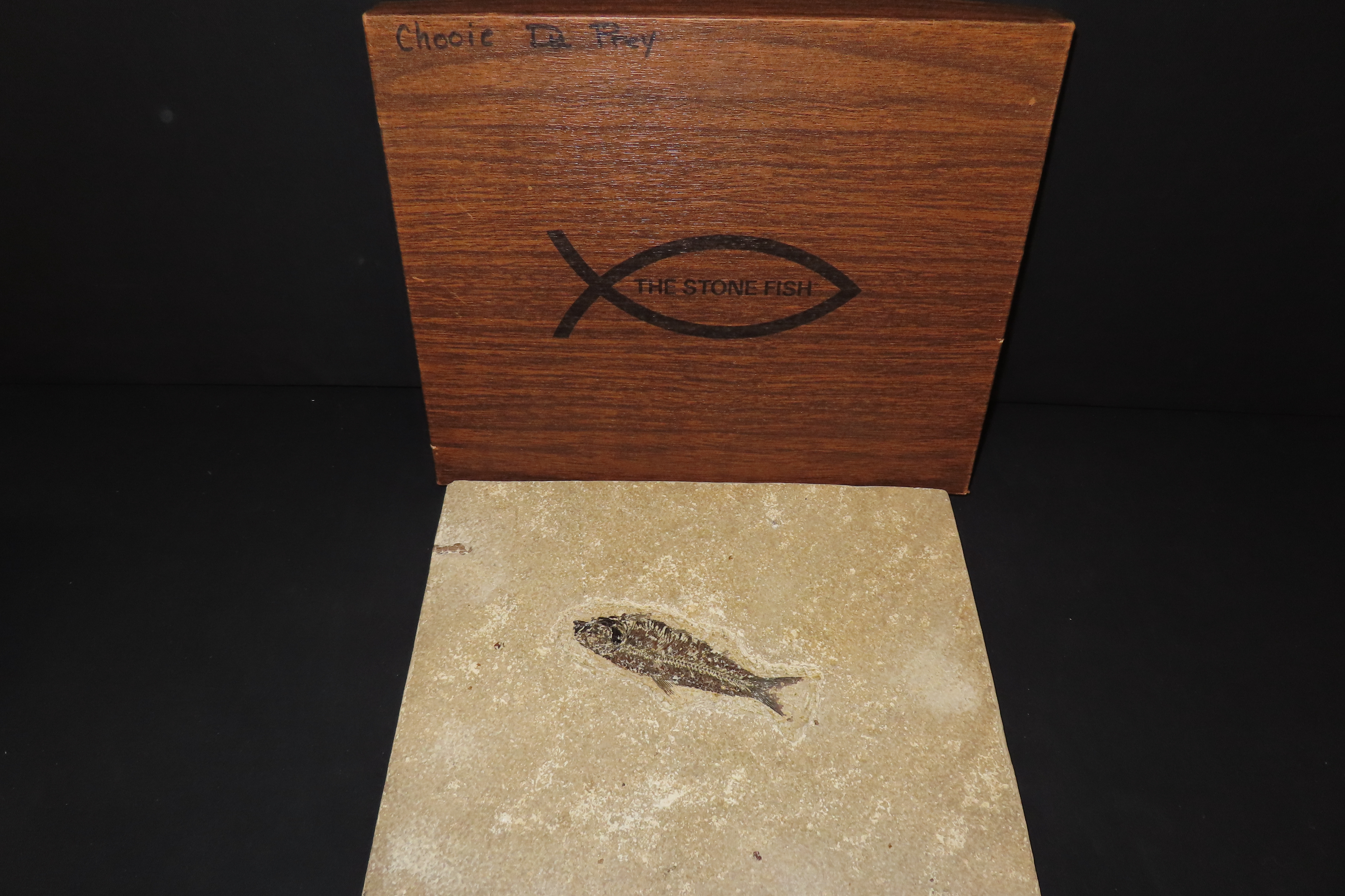 Impressive Huge 10 1/2" Detailed Fish Fossil (Diplomystus) from the Green River Formation in Wyoming, 50 Million Years old! Amazing High Gra