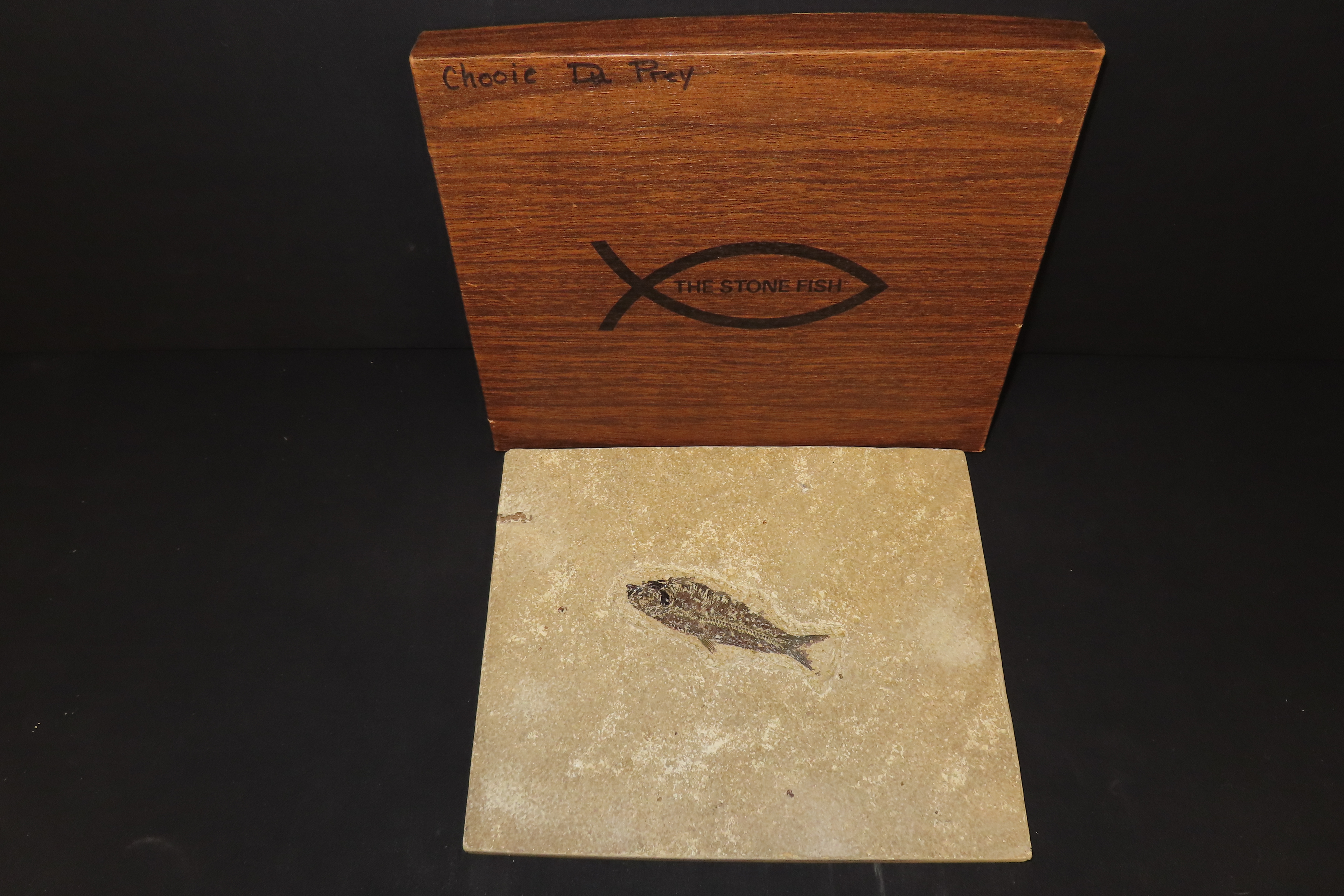 Impressive Huge 10 1/2" Detailed Fish Fossil (Diplomystus) from the Green River Formation in Wyoming, 50 Million Years old! Amazing High Gra