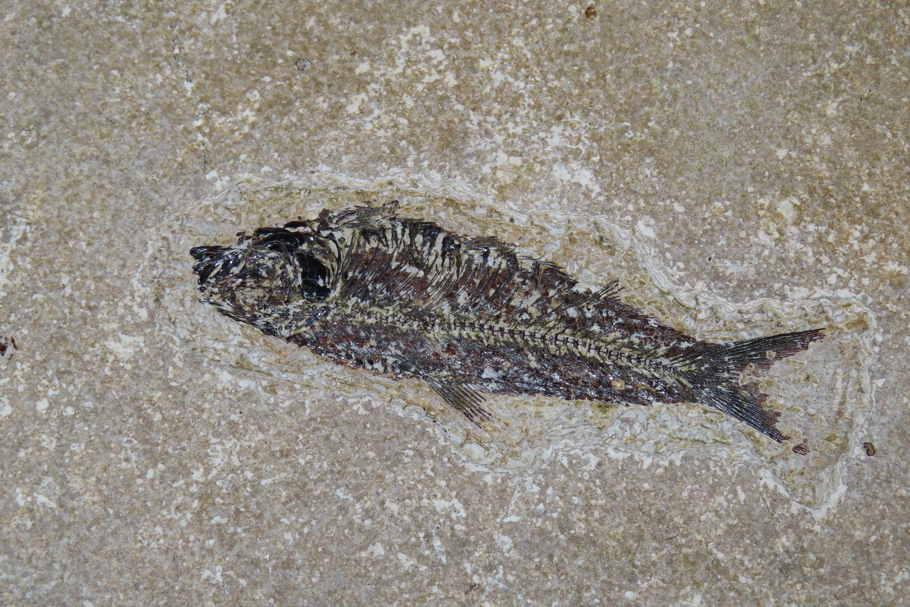 Impressive Huge 10 1/2" Detailed Fish Fossil (Diplomystus) from the Green River Formation in Wyoming, 50 Million Years old! Amazing High Gra