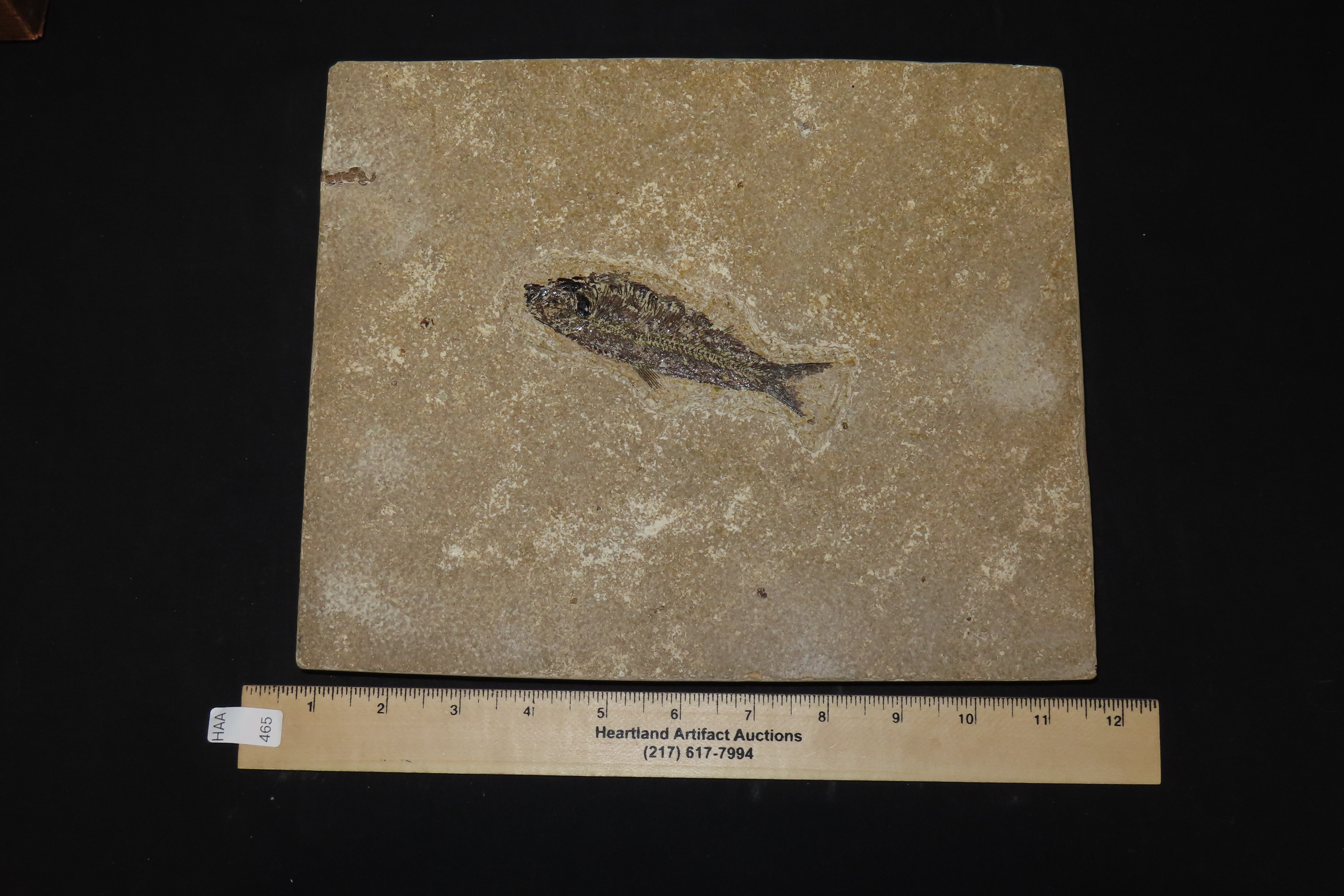 Impressive Huge 10 1/2" Detailed Fish Fossil (Diplomystus) from the Green River Formation in Wyoming, 50 Million Years old! Amazing High Gra