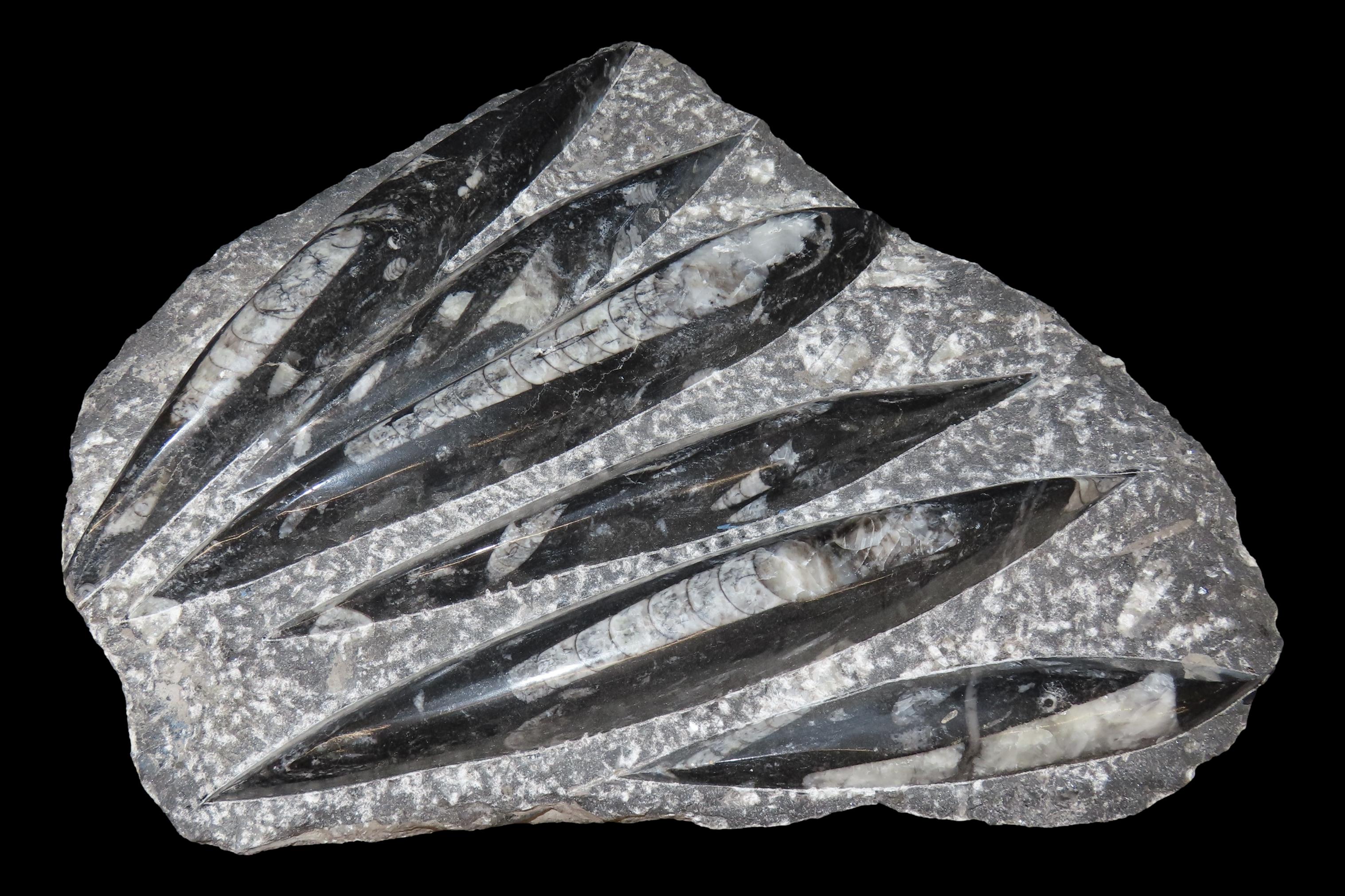 HUGE 11 1/2" Polished Orthoceras Fossil Plate. Amazing Display Specimen. 200-500 Million Years Old, Triassic Period.