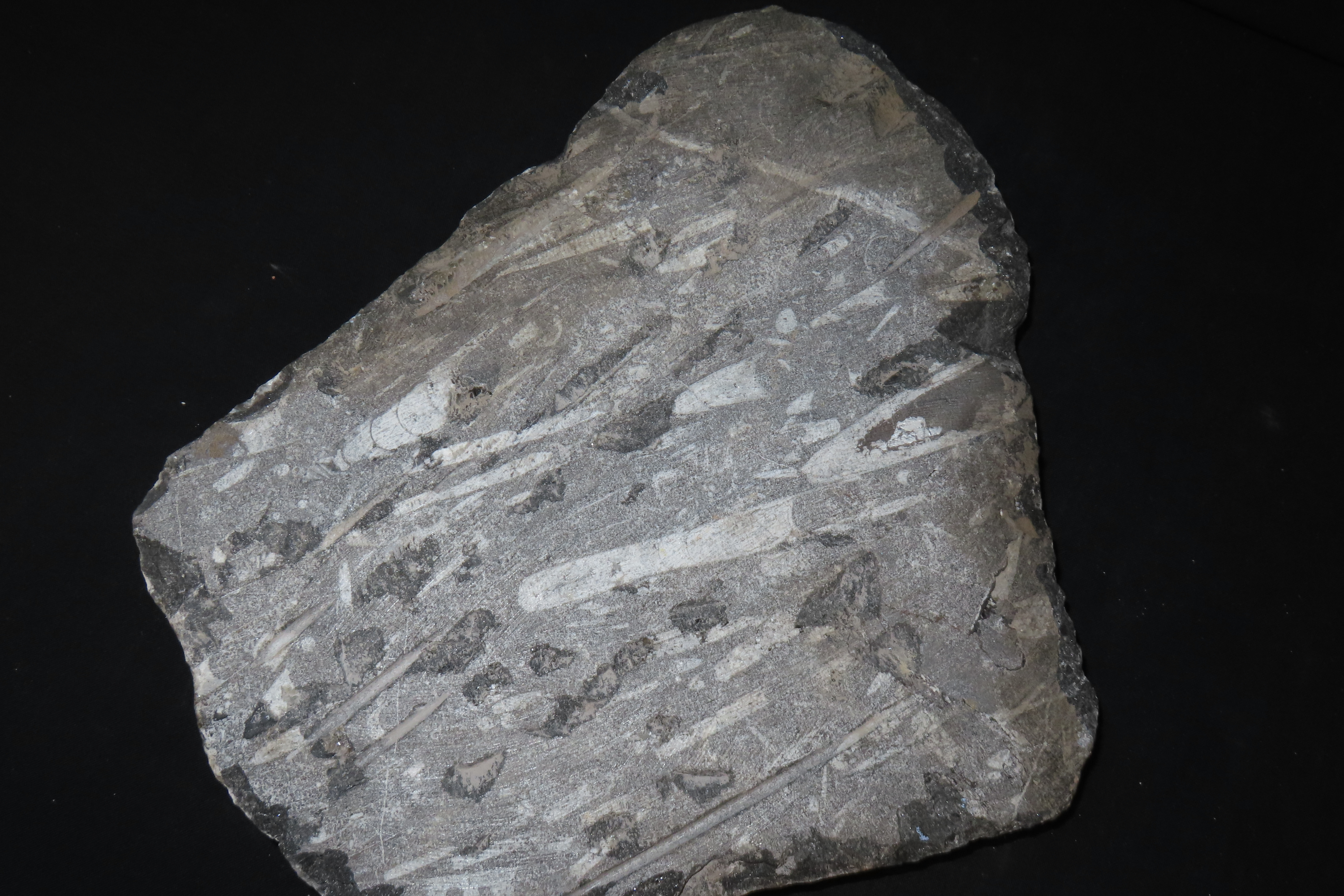HUGE 11 1/2" Polished Orthoceras Fossil Plate. Amazing Display Specimen. 200-500 Million Years Old, Triassic Period.