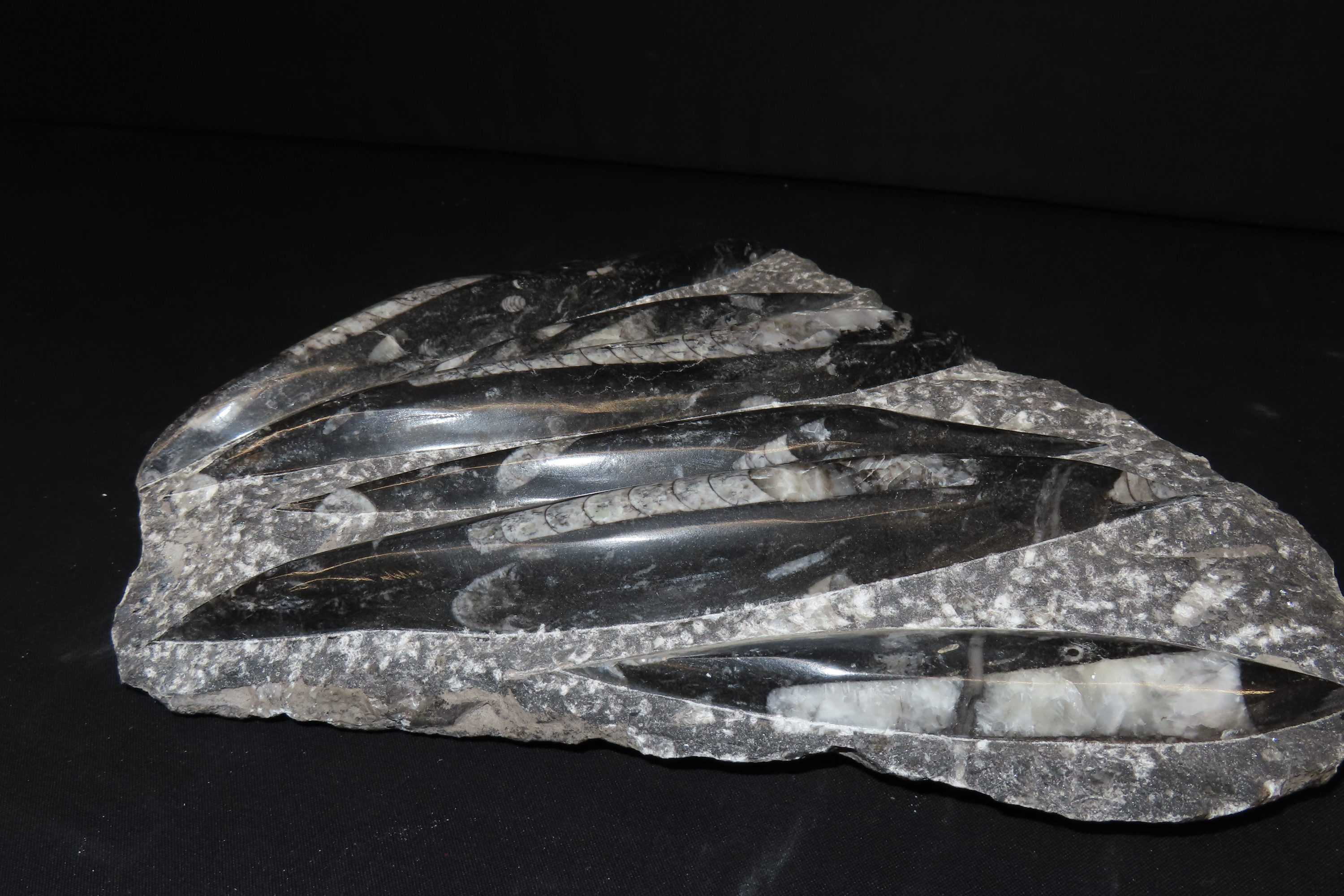 HUGE 11 1/2" Polished Orthoceras Fossil Plate. Amazing Display Specimen. 200-500 Million Years Old, Triassic Period.