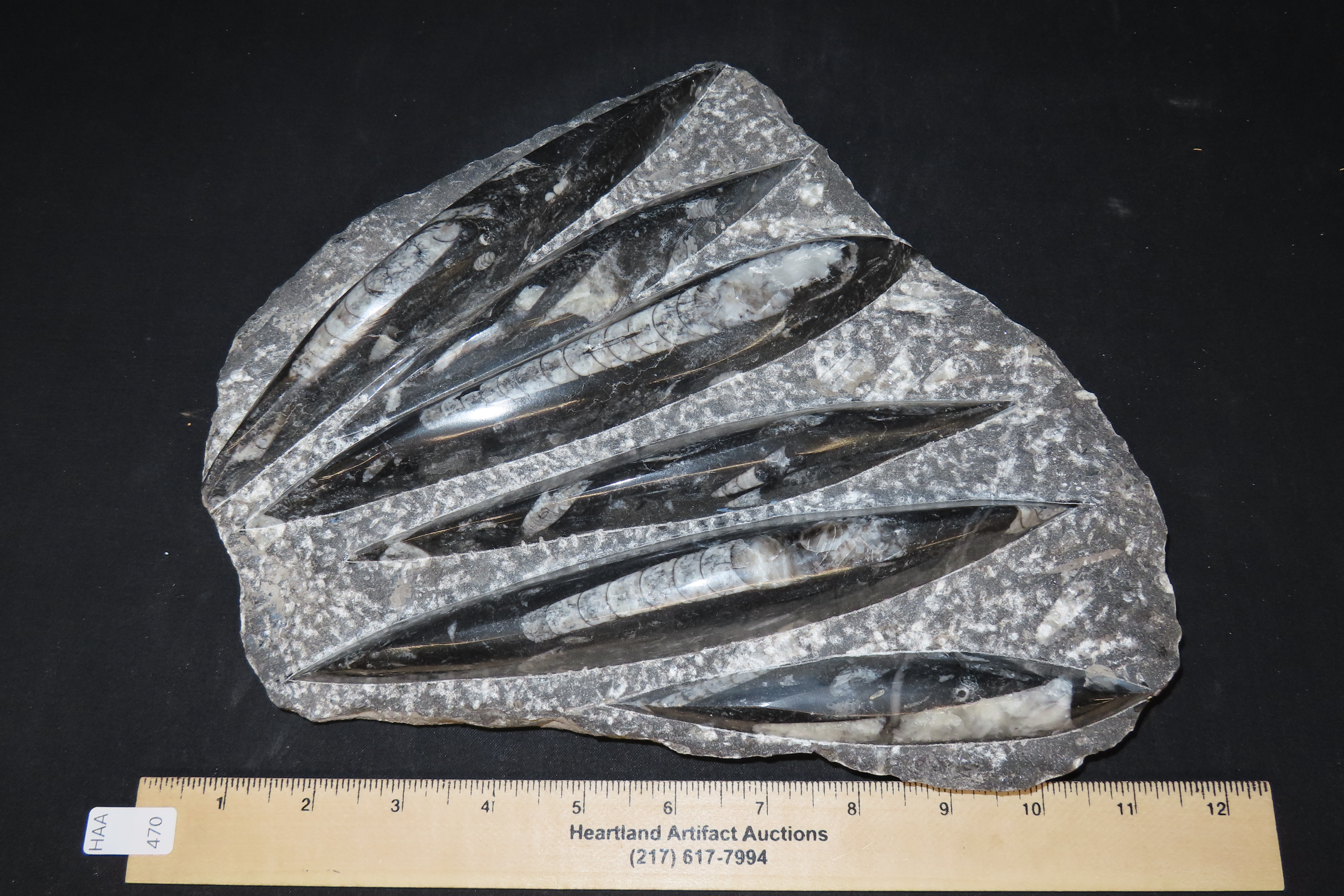 HUGE 11 1/2" Polished Orthoceras Fossil Plate. Amazing Display Specimen. 200-500 Million Years Old, Triassic Period.