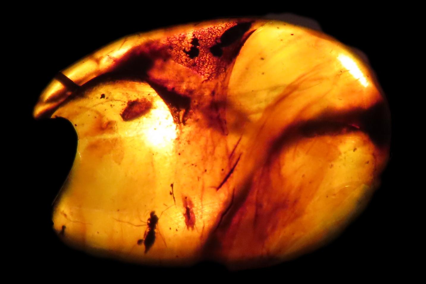 Fossil Amber with Multiple Encased Insects, Great Specimen with Easily Visible Bugs. 100 Million Years Old, from the Hukawng Valley, Burma-M