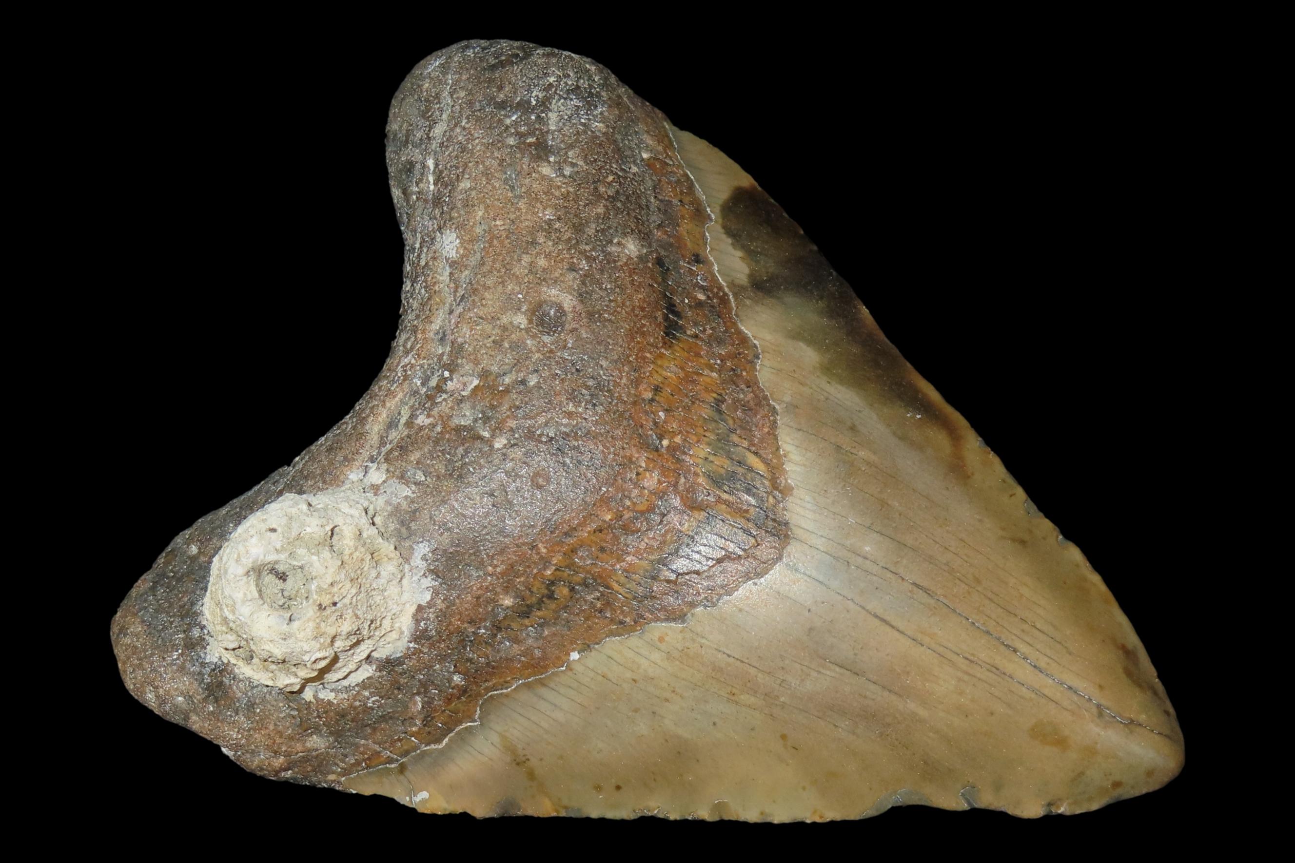 Impressive 5 1/2" Megalodon Shark Tooth, 2.5-23 Million Year Old Fossil found off the coast of the Carolinas. No Repair, No Resto, No Polish