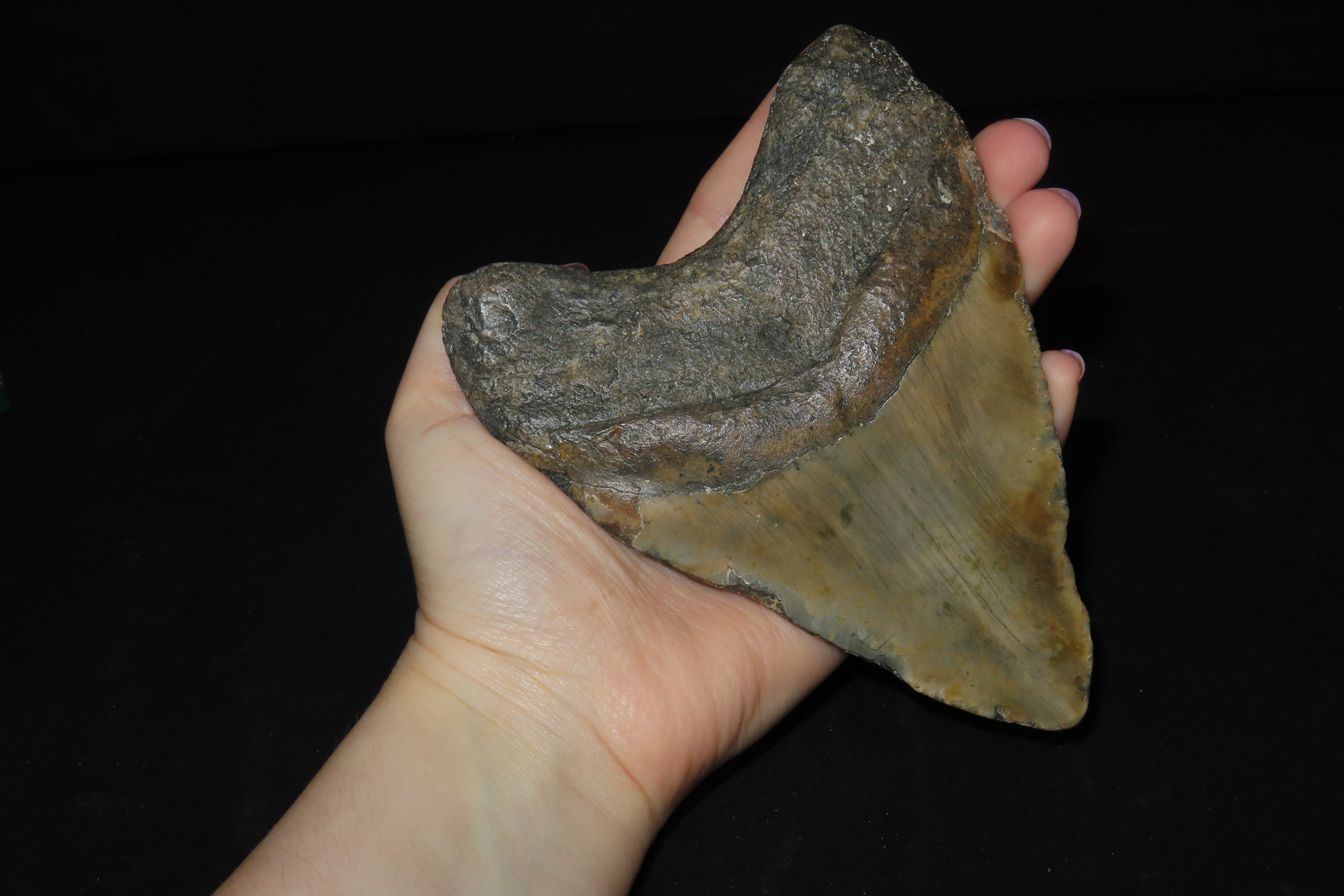 Impressive 5 1/2" Megalodon Shark Tooth, 2.5-23 Million Year Old Fossil found off the coast of the Carolinas. No Repair, No Resto, No Polish