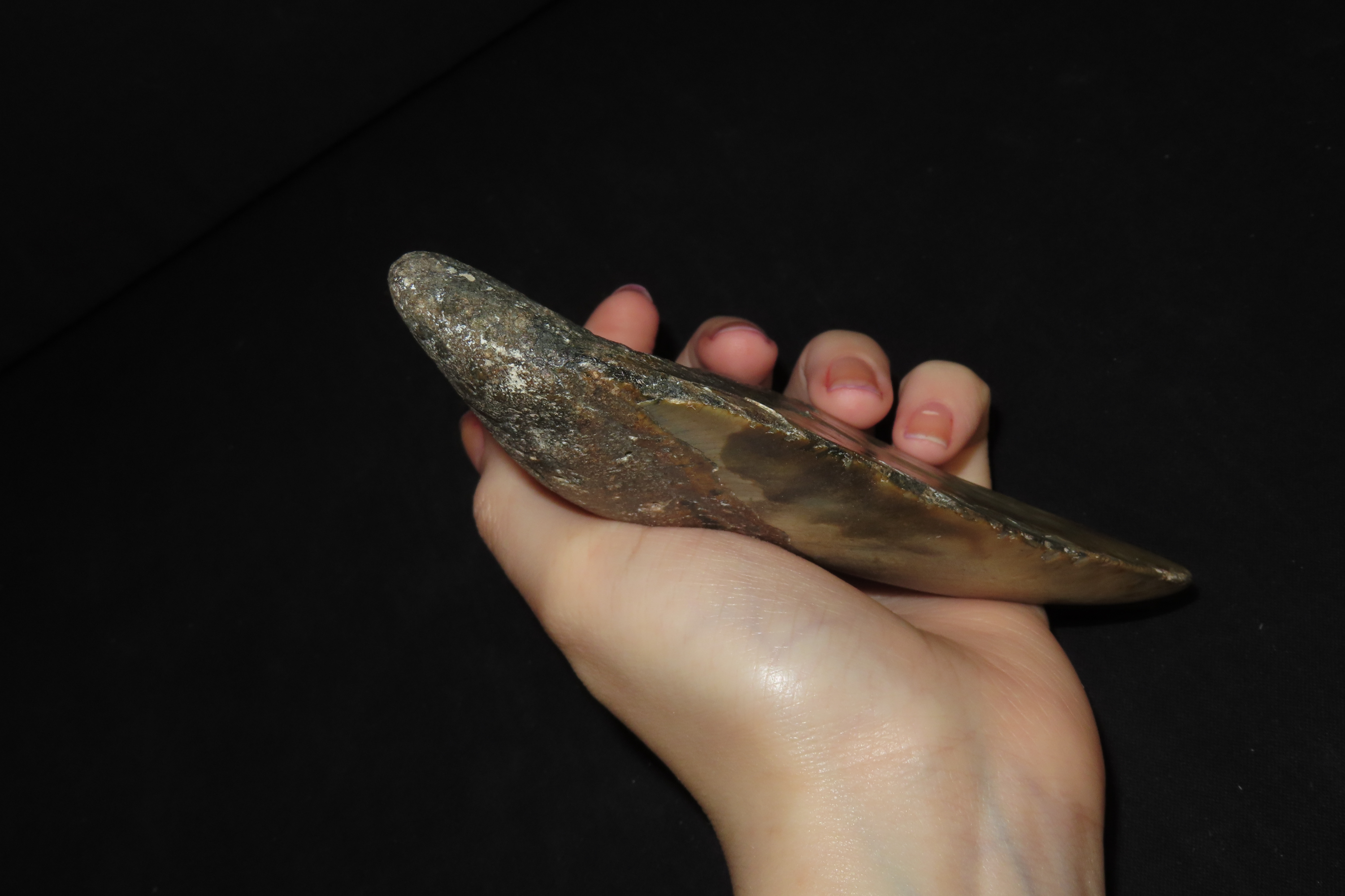 Impressive 5 1/2" Megalodon Shark Tooth, 2.5-23 Million Year Old Fossil found off the coast of the Carolinas. No Repair, No Resto, No Polish