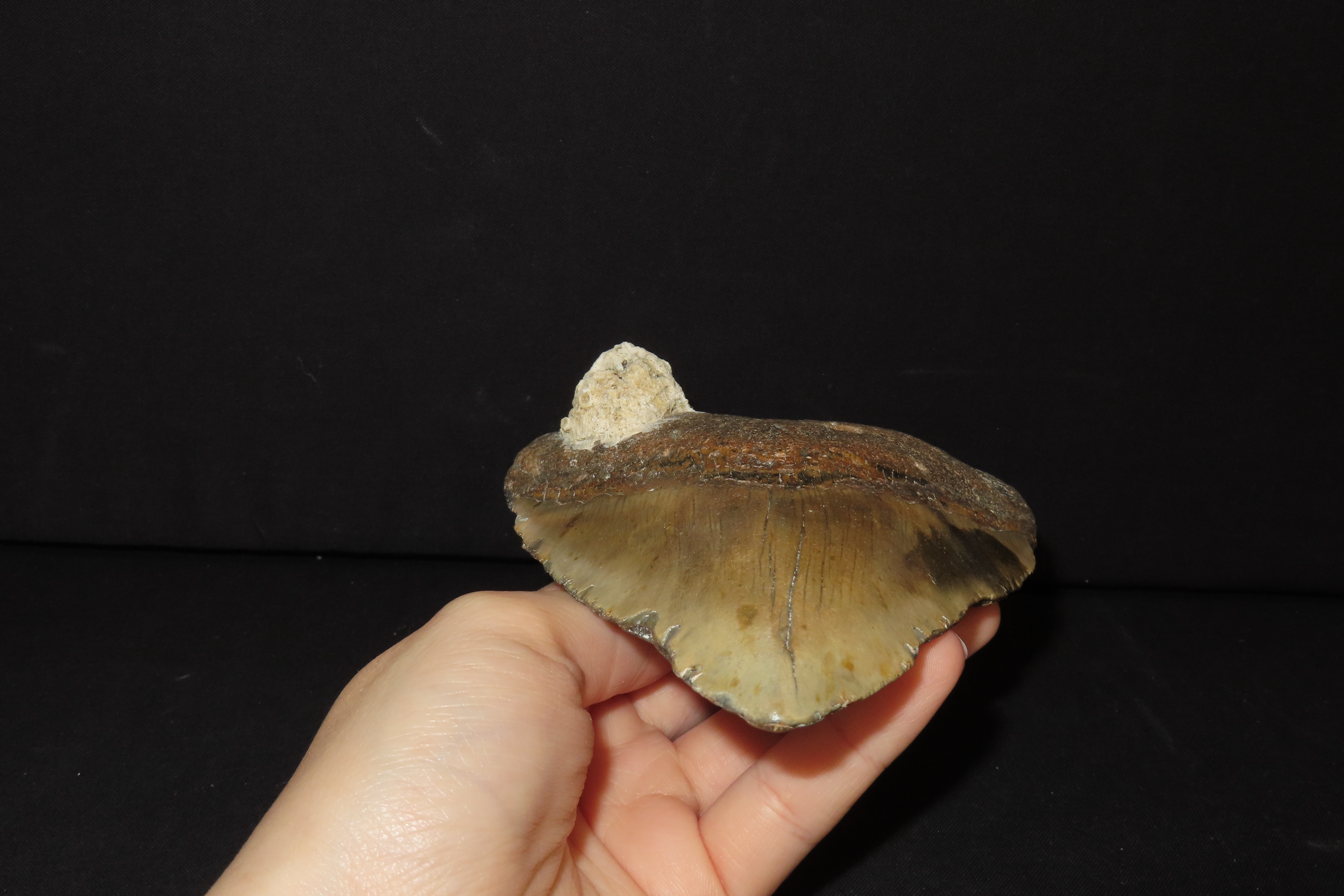 Impressive 5 1/2" Megalodon Shark Tooth, 2.5-23 Million Year Old Fossil found off the coast of the Carolinas. No Repair, No Resto, No Polish