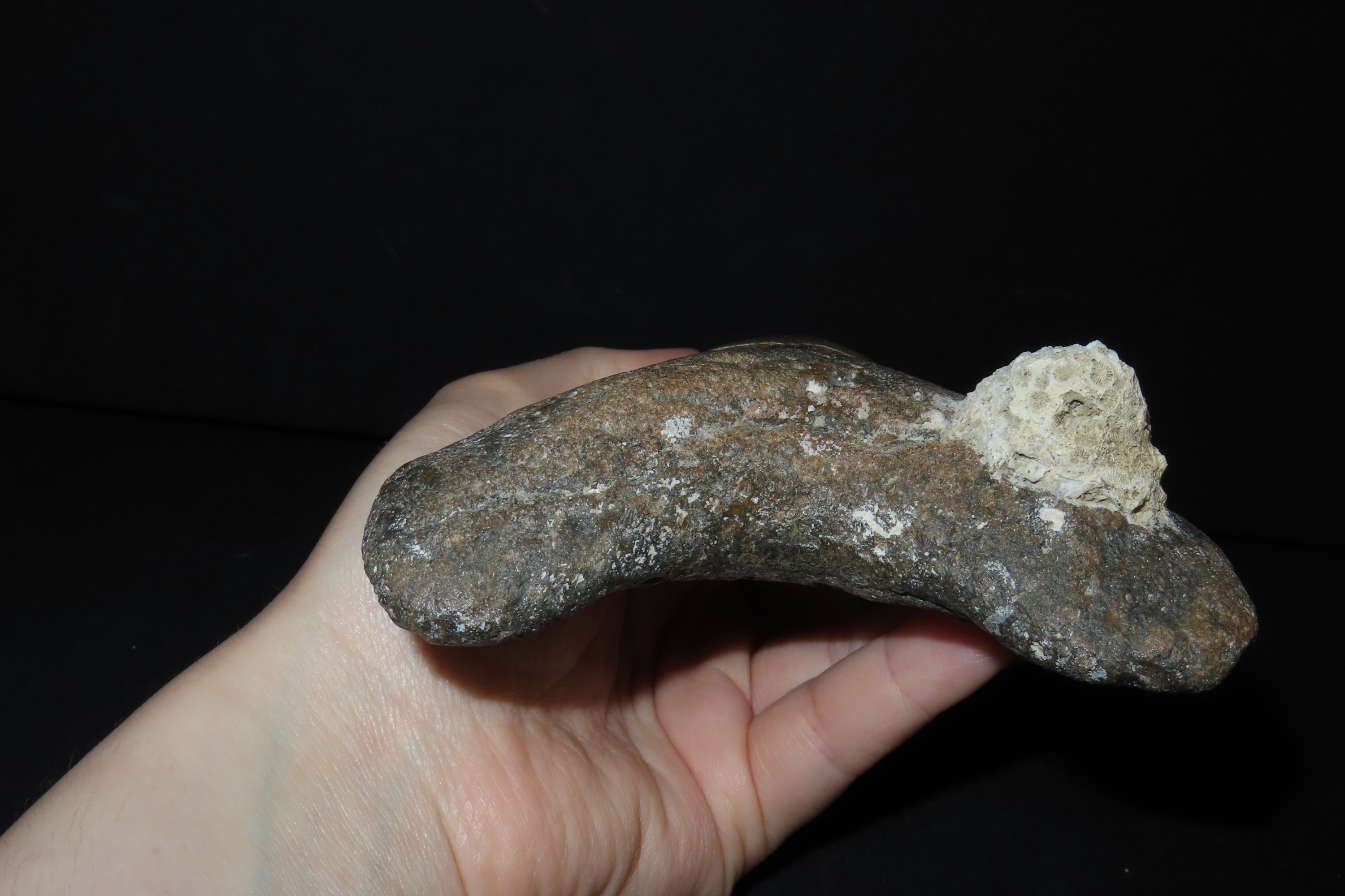 Impressive 5 1/2" Megalodon Shark Tooth, 2.5-23 Million Year Old Fossil found off the coast of the Carolinas. No Repair, No Resto, No Polish