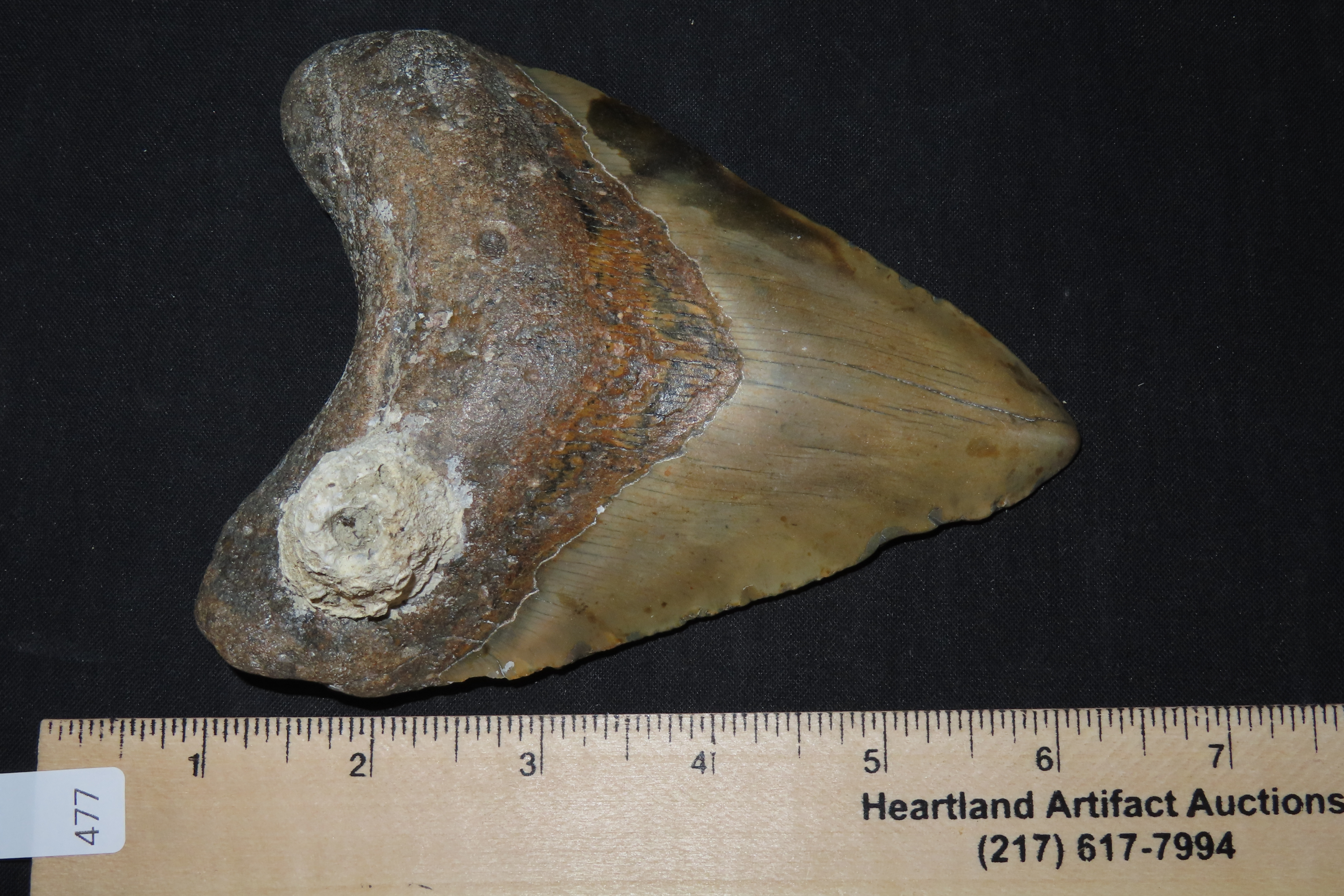 Impressive 5 1/2" Megalodon Shark Tooth, 2.5-23 Million Year Old Fossil found off the coast of the Carolinas. No Repair, No Resto, No Polish