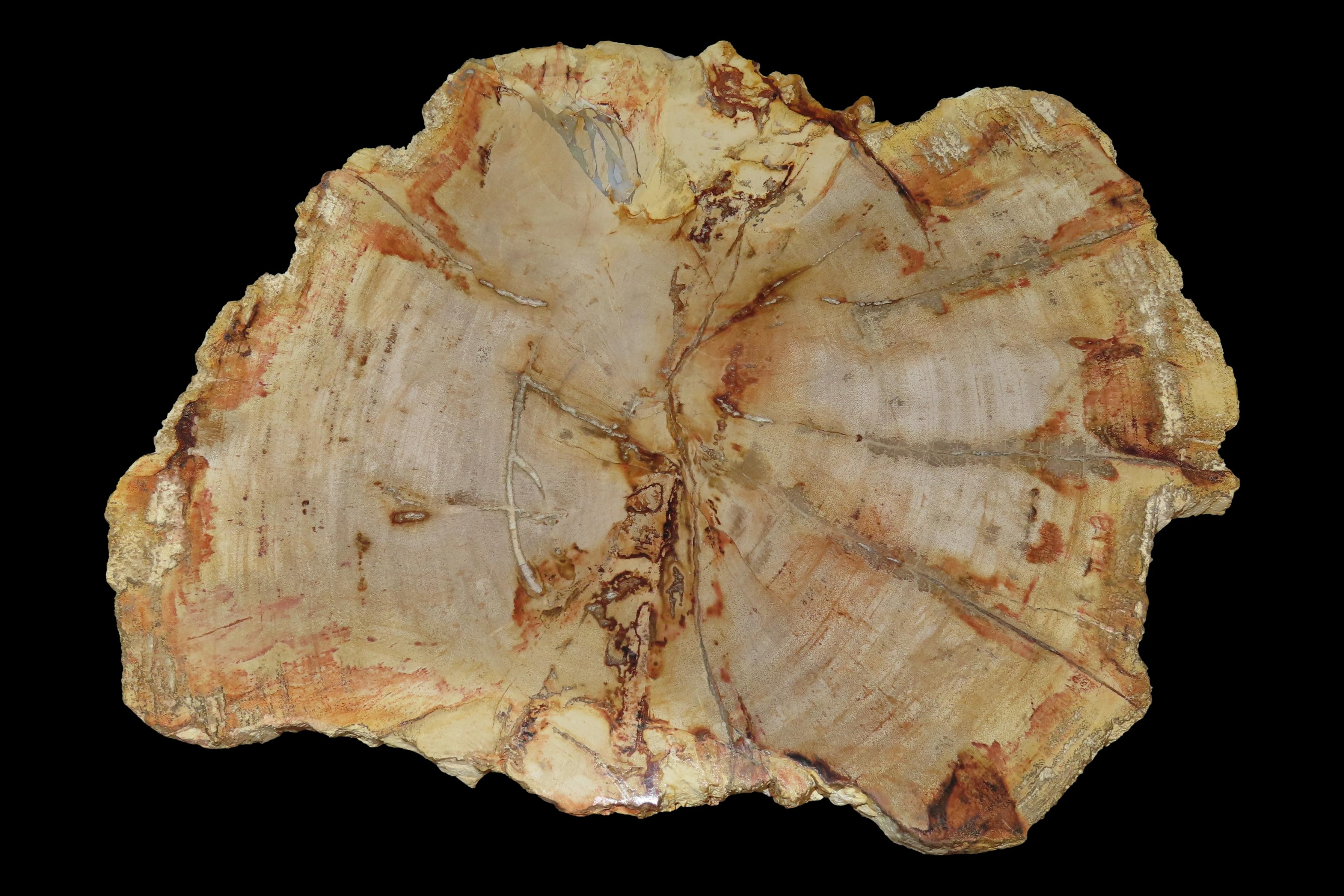 HUGE Colorful Polished Slab of Petrifeid Wood. Fully Polished on Both Sides, Beautiful Colorful Example.