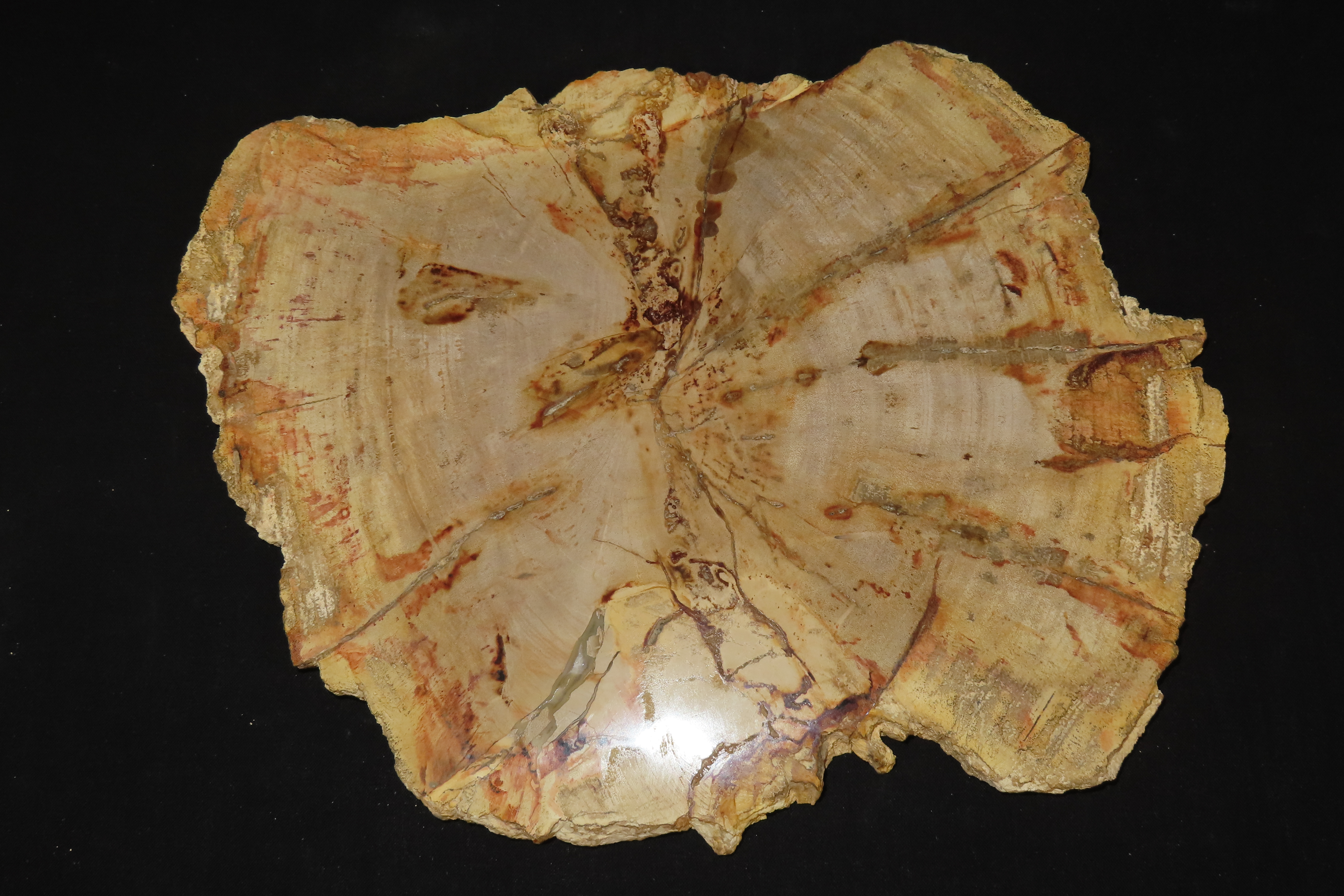 HUGE Colorful Polished Slab of Petrifeid Wood. Fully Polished on Both Sides, Beautiful Colorful Example.