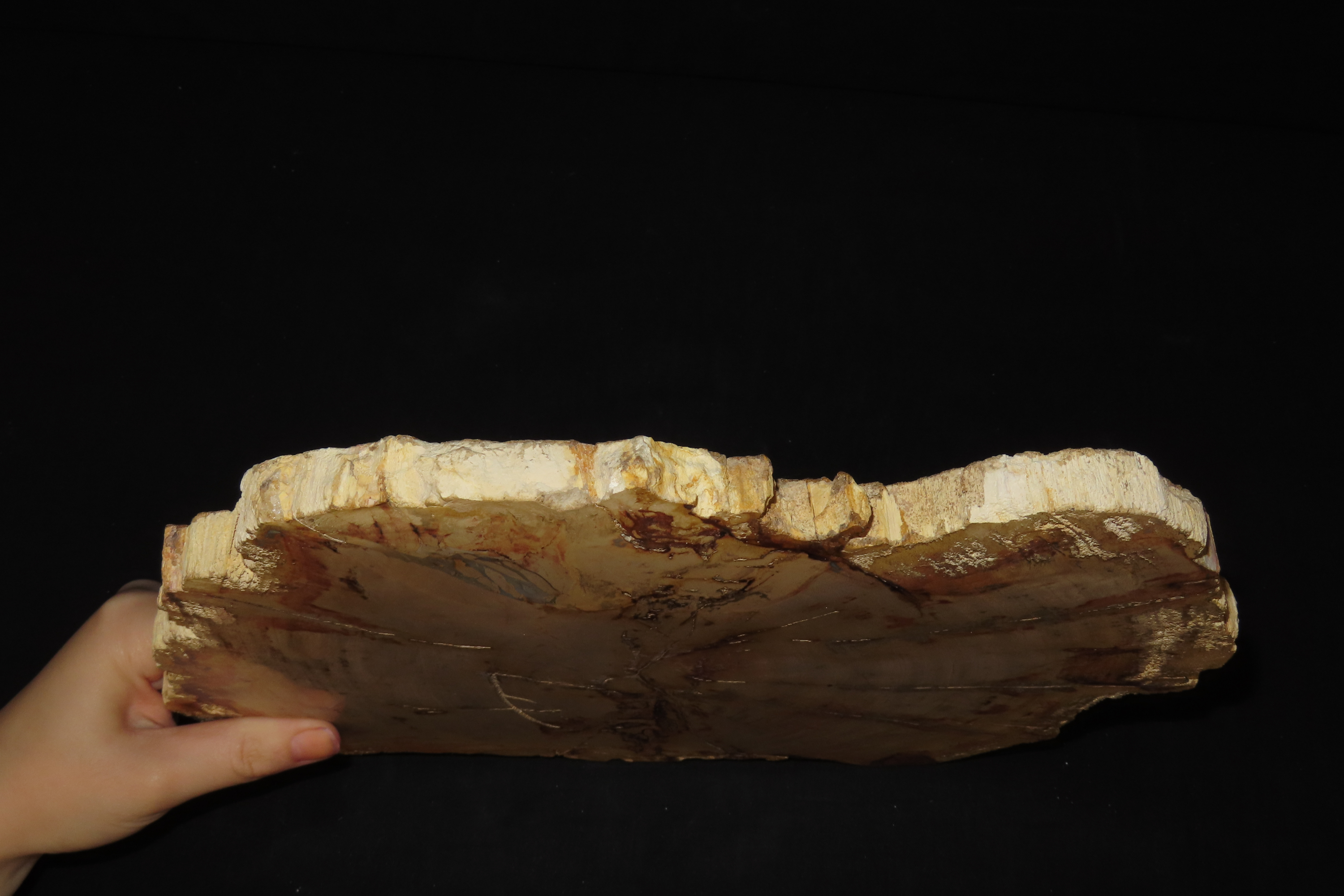HUGE Colorful Polished Slab of Petrifeid Wood. Fully Polished on Both Sides, Beautiful Colorful Example.