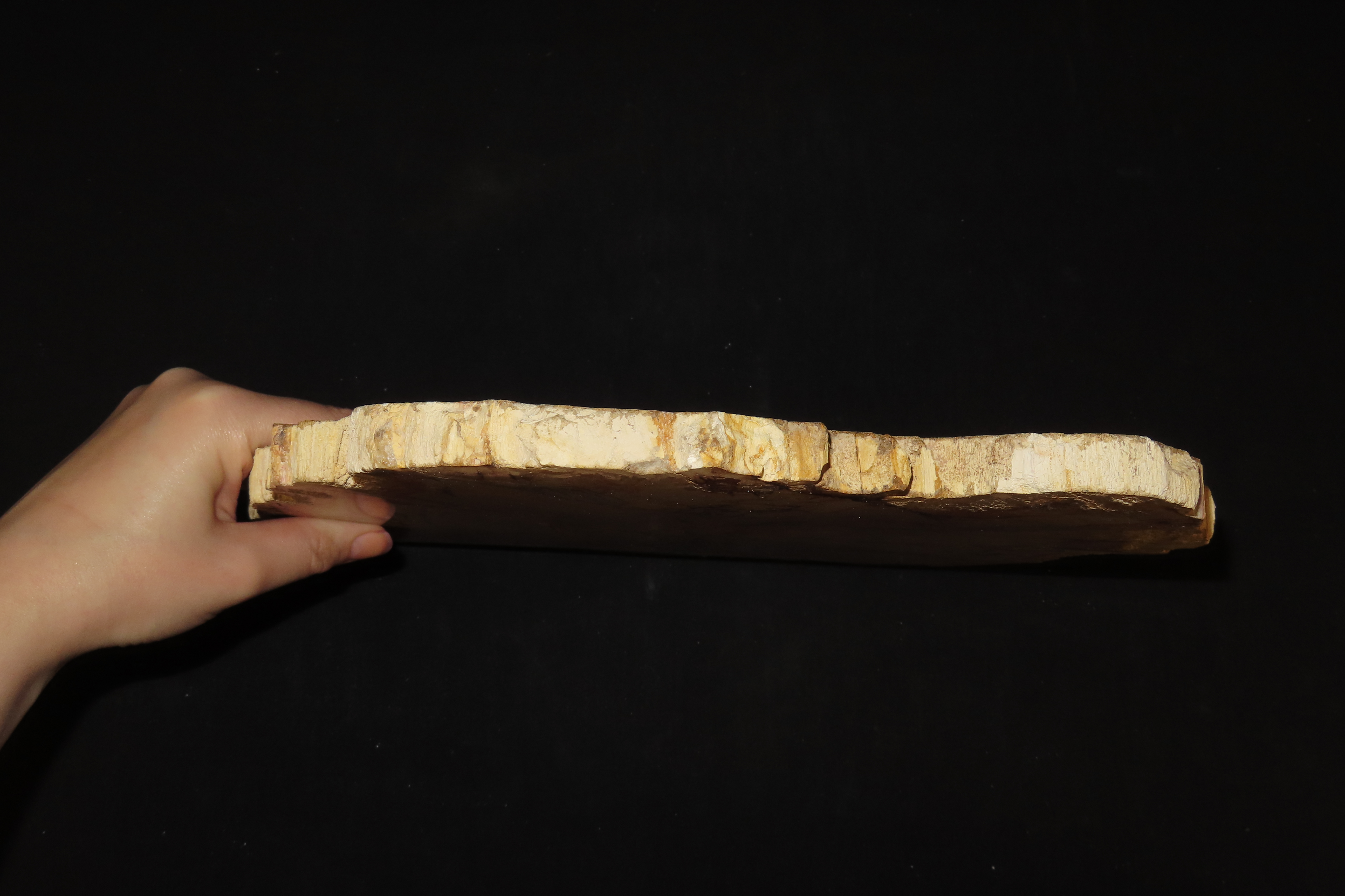 HUGE Colorful Polished Slab of Petrifeid Wood. Fully Polished on Both Sides, Beautiful Colorful Example.