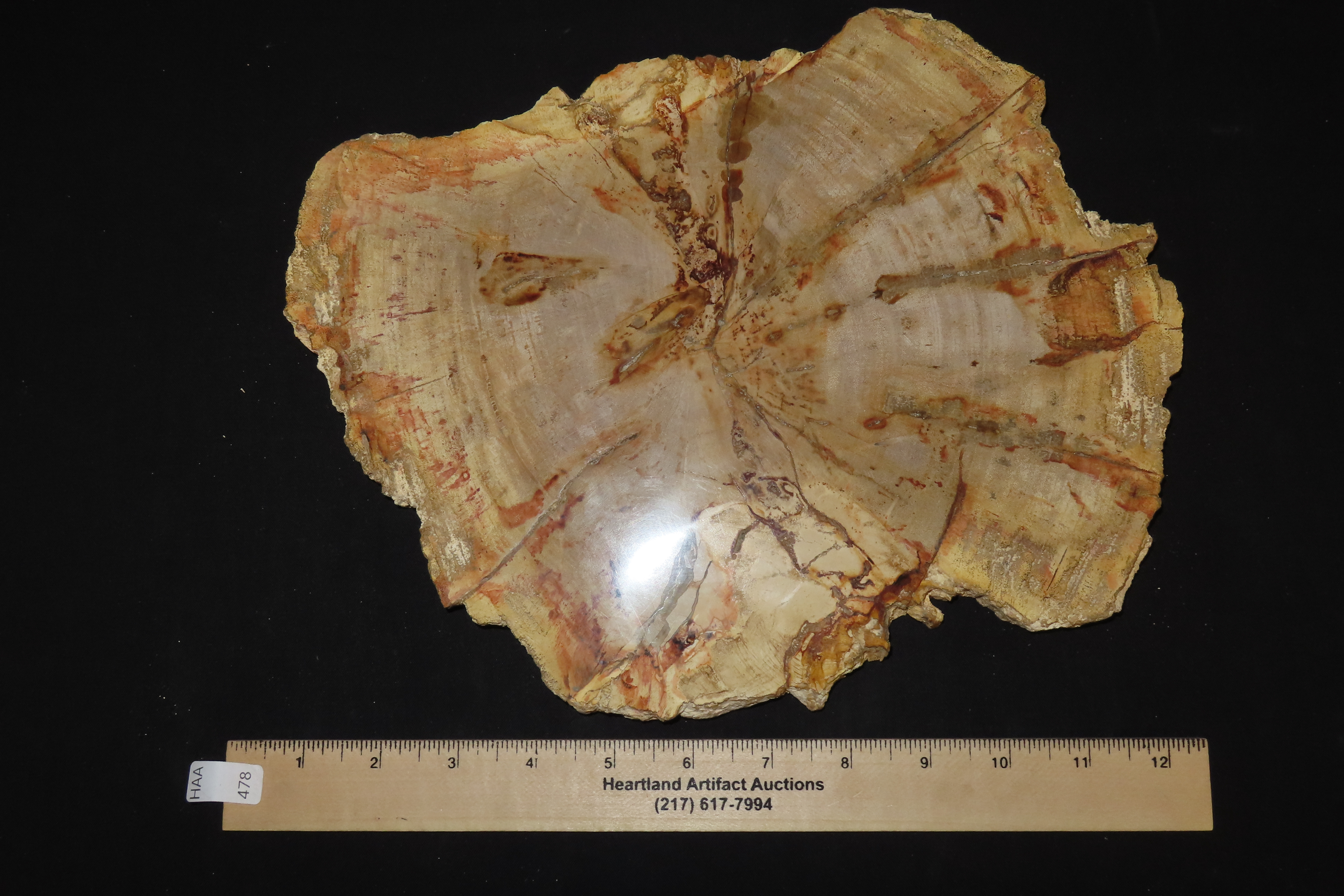 HUGE Colorful Polished Slab of Petrifeid Wood. Fully Polished on Both Sides, Beautiful Colorful Example.