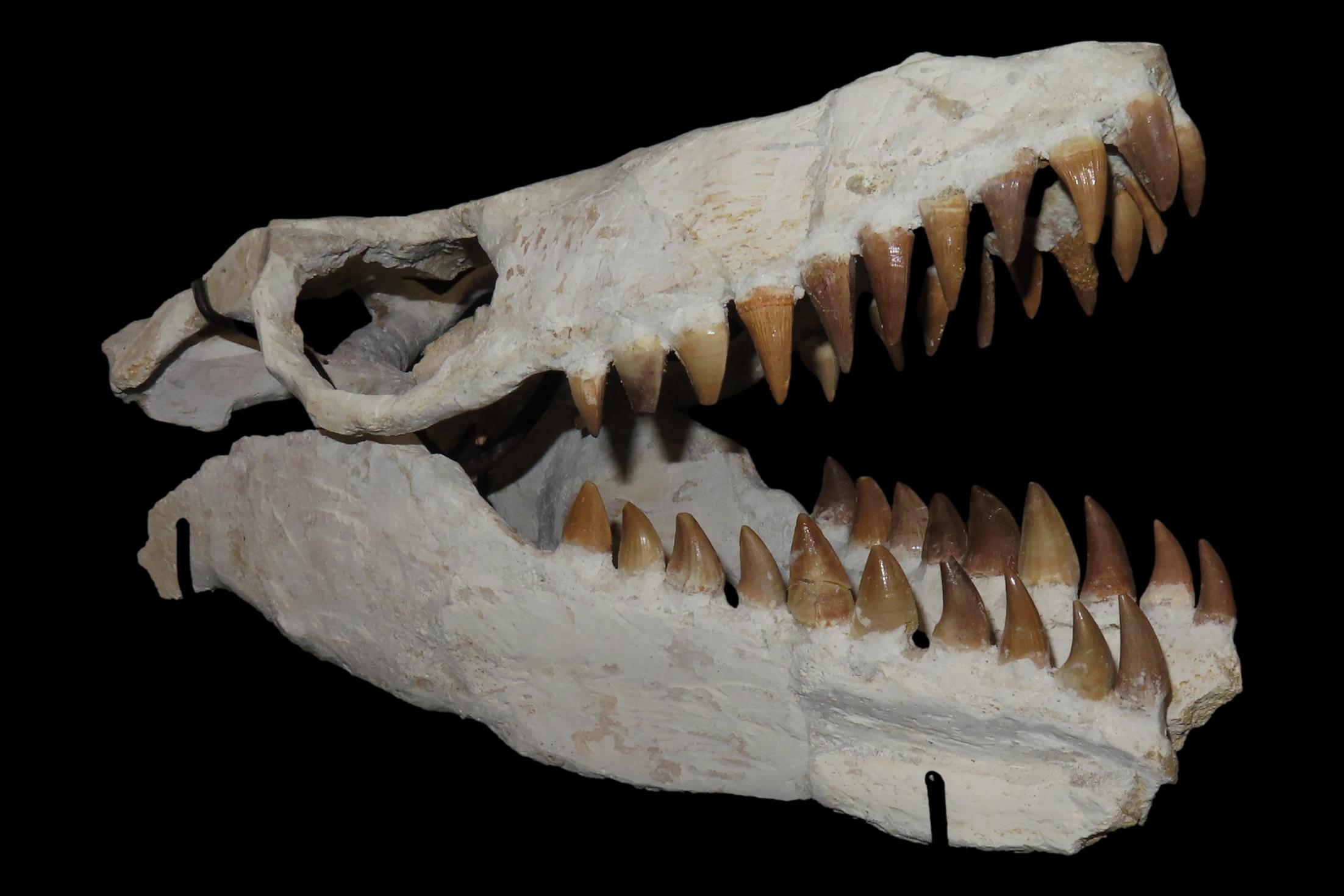 Incredible Mosasaur Dinosaur Fossil Skull, Cretaceous, Circa 80-70 Million Years Old. Northern Africa. Oustanding Fossil of the grat marine