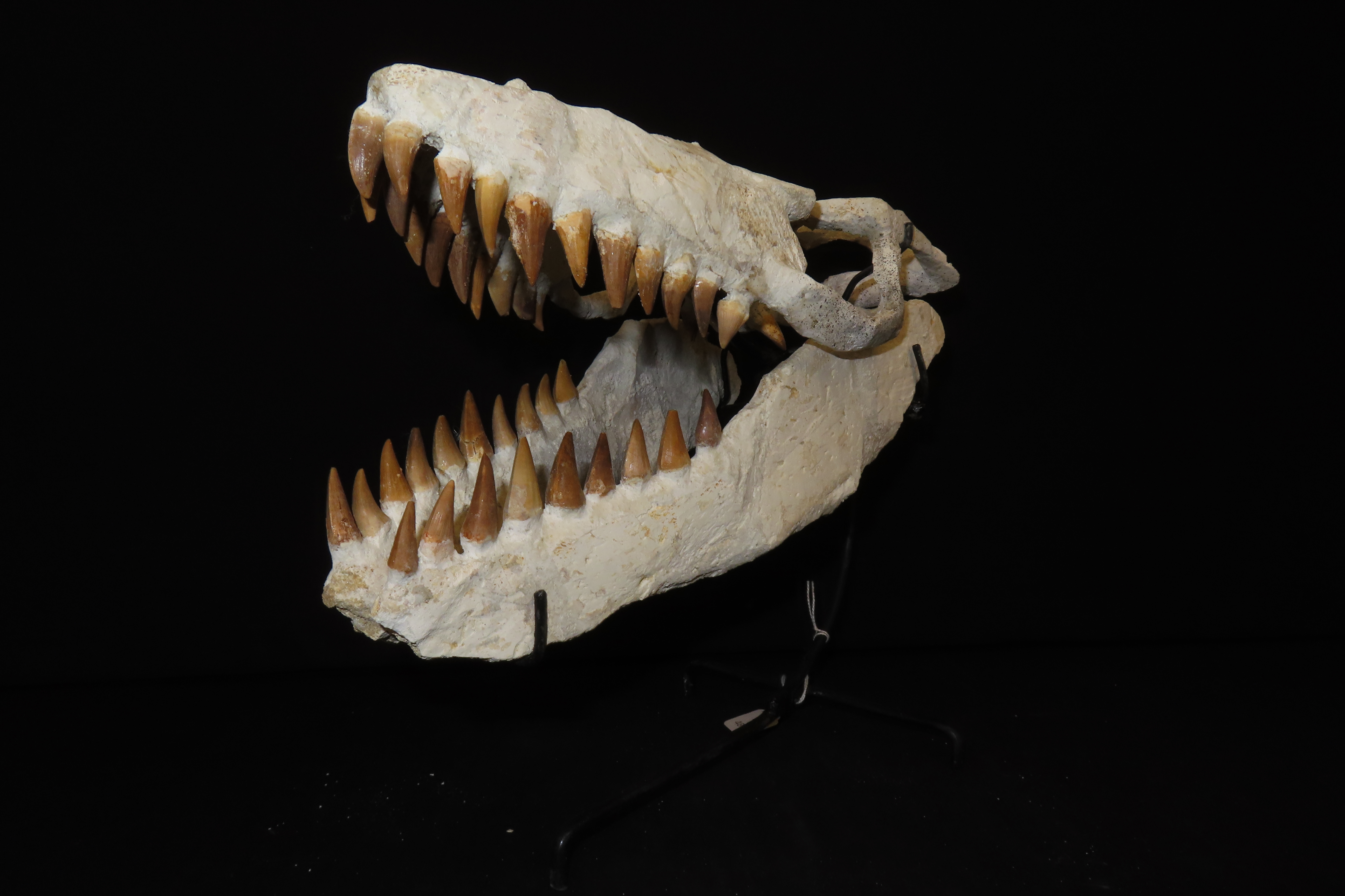 Incredible Mosasaur Dinosaur Fossil Skull, Cretaceous, Circa 80-70 Million Years Old. Northern Africa. Oustanding Fossil of the grat marine