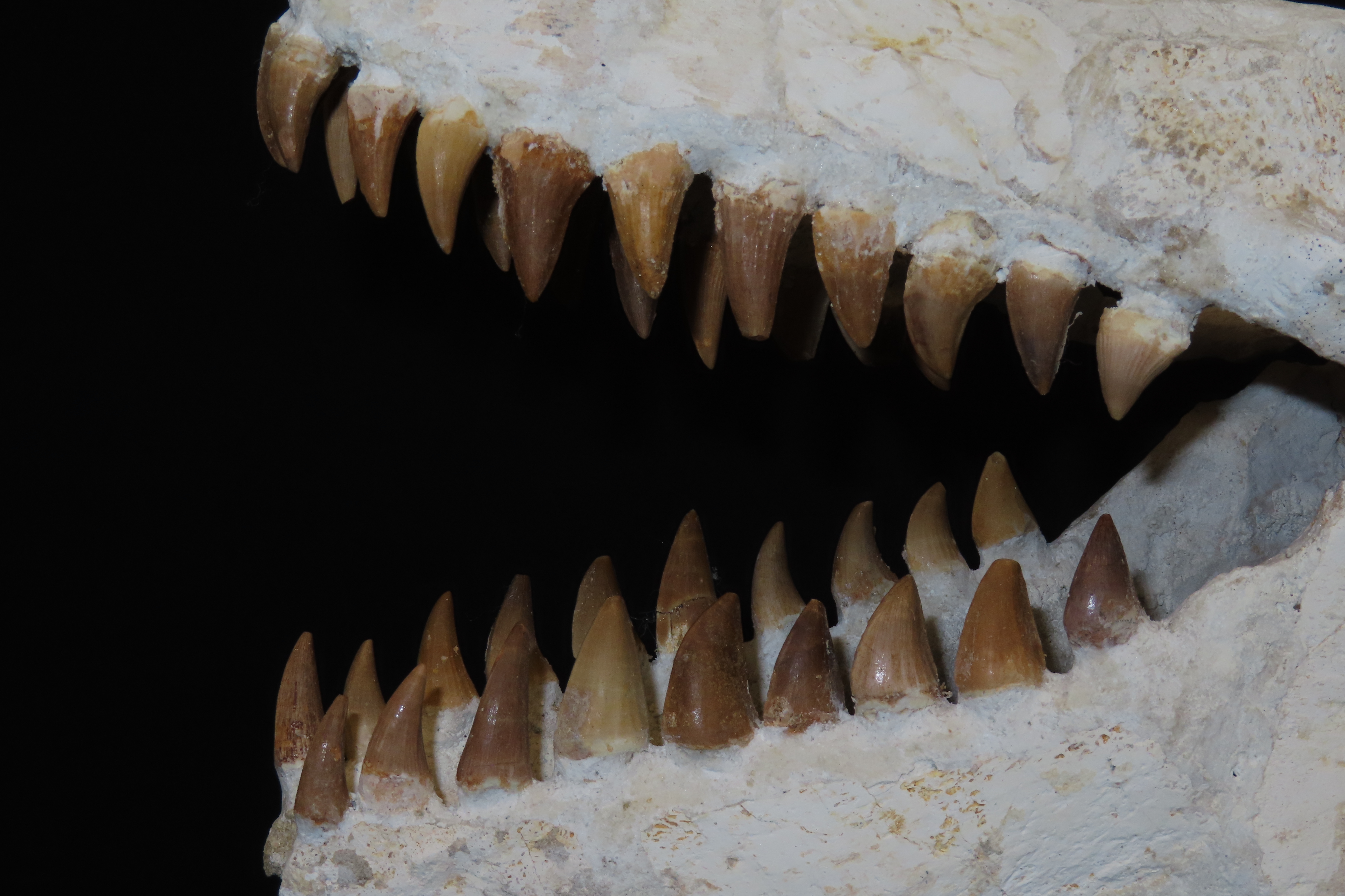 Incredible Mosasaur Dinosaur Fossil Skull, Cretaceous, Circa 80-70 Million Years Old. Northern Africa. Oustanding Fossil of the grat marine