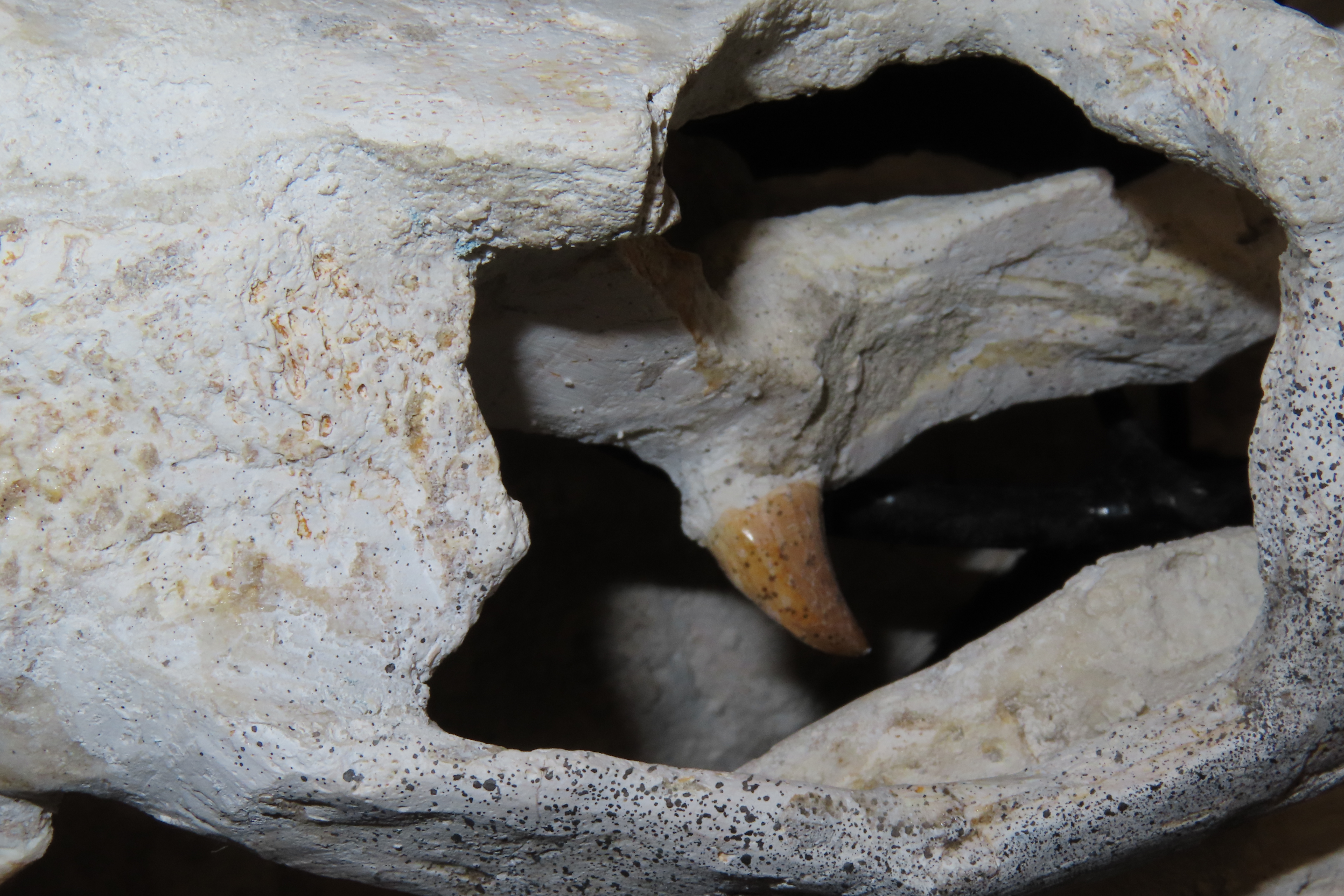 Incredible Mosasaur Dinosaur Fossil Skull, Cretaceous, Circa 80-70 Million Years Old. Northern Africa. Oustanding Fossil of the grat marine
