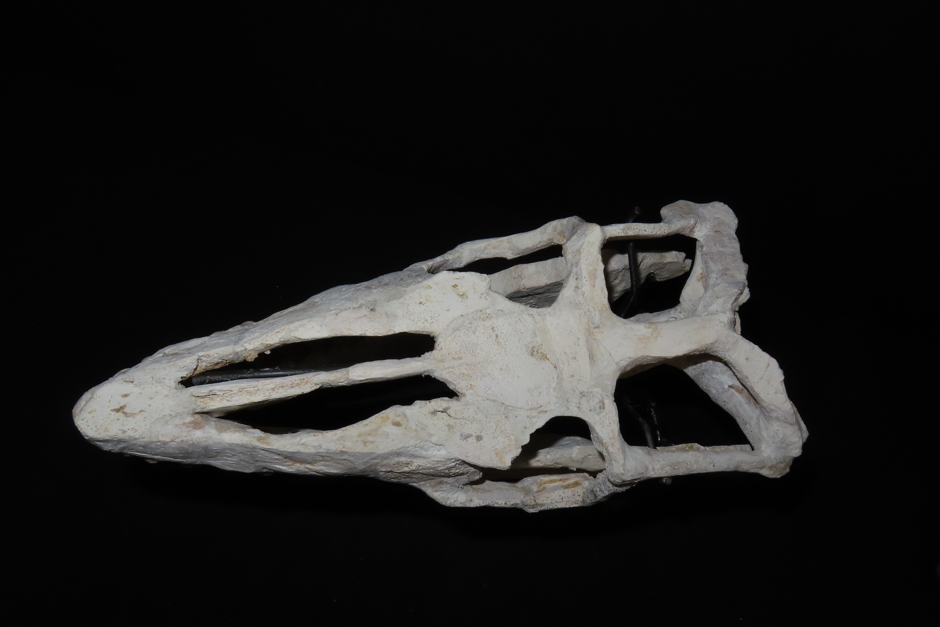 Incredible Mosasaur Dinosaur Fossil Skull, Cretaceous, Circa 80-70 Million Years Old. Northern Africa. Oustanding Fossil of the grat marine