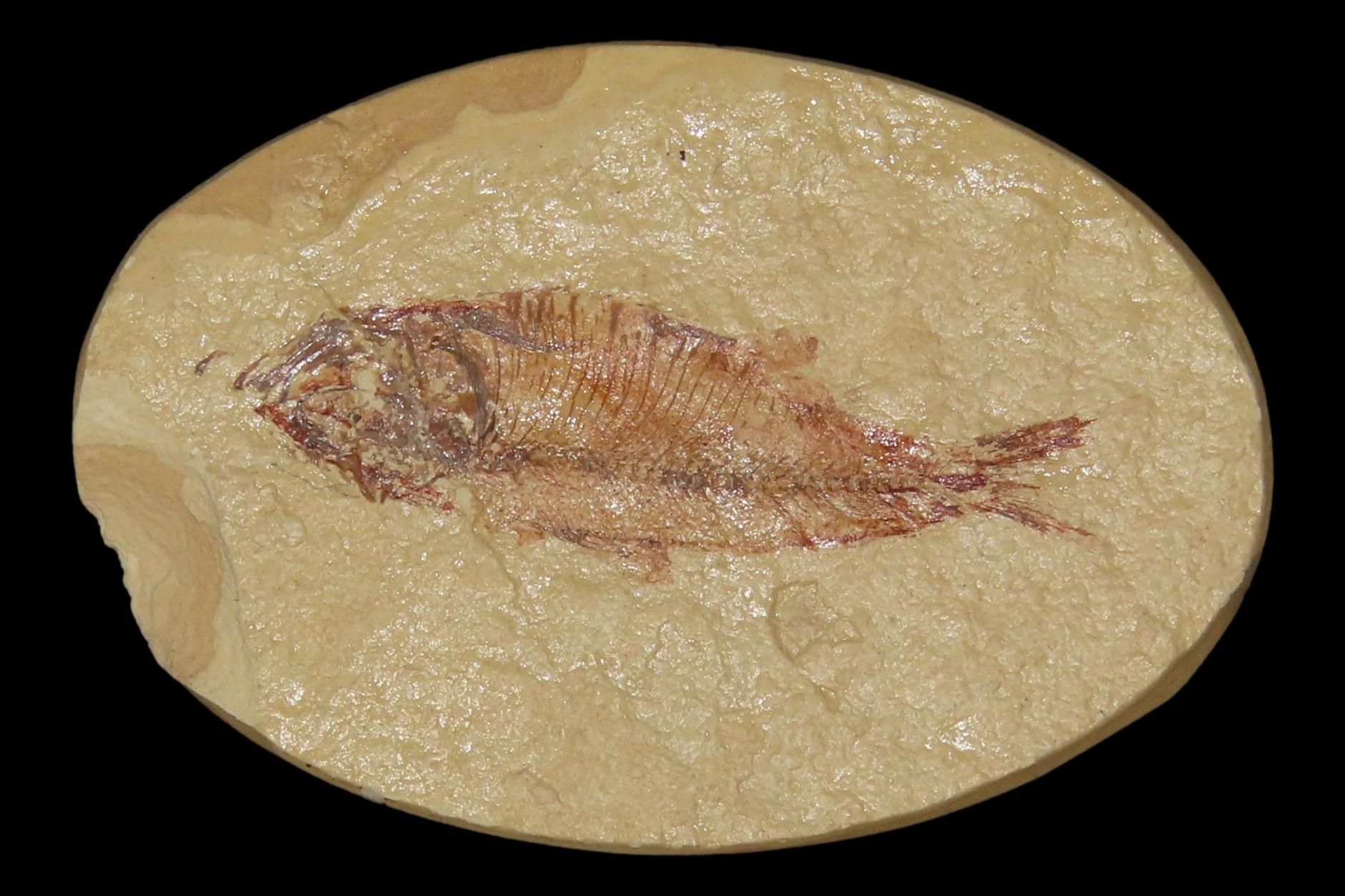 Very Detailed Fish Fossil (Diplomystus) from the Green River Formation in Wyoming, 50 Million Years old! Amazing High Grade Example!