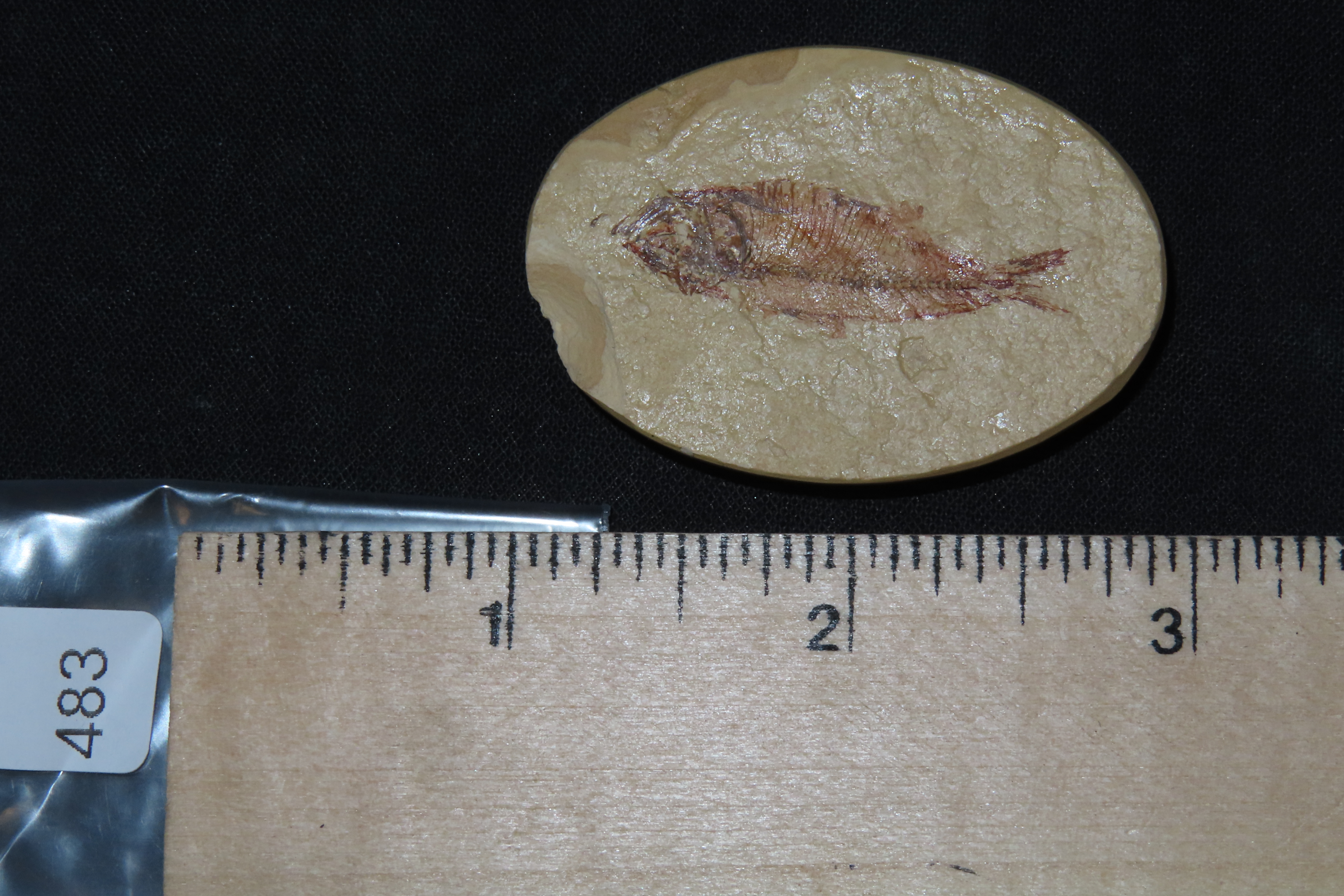 Very Detailed Fish Fossil (Diplomystus) from the Green River Formation in Wyoming, 50 Million Years old! Amazing High Grade Example!