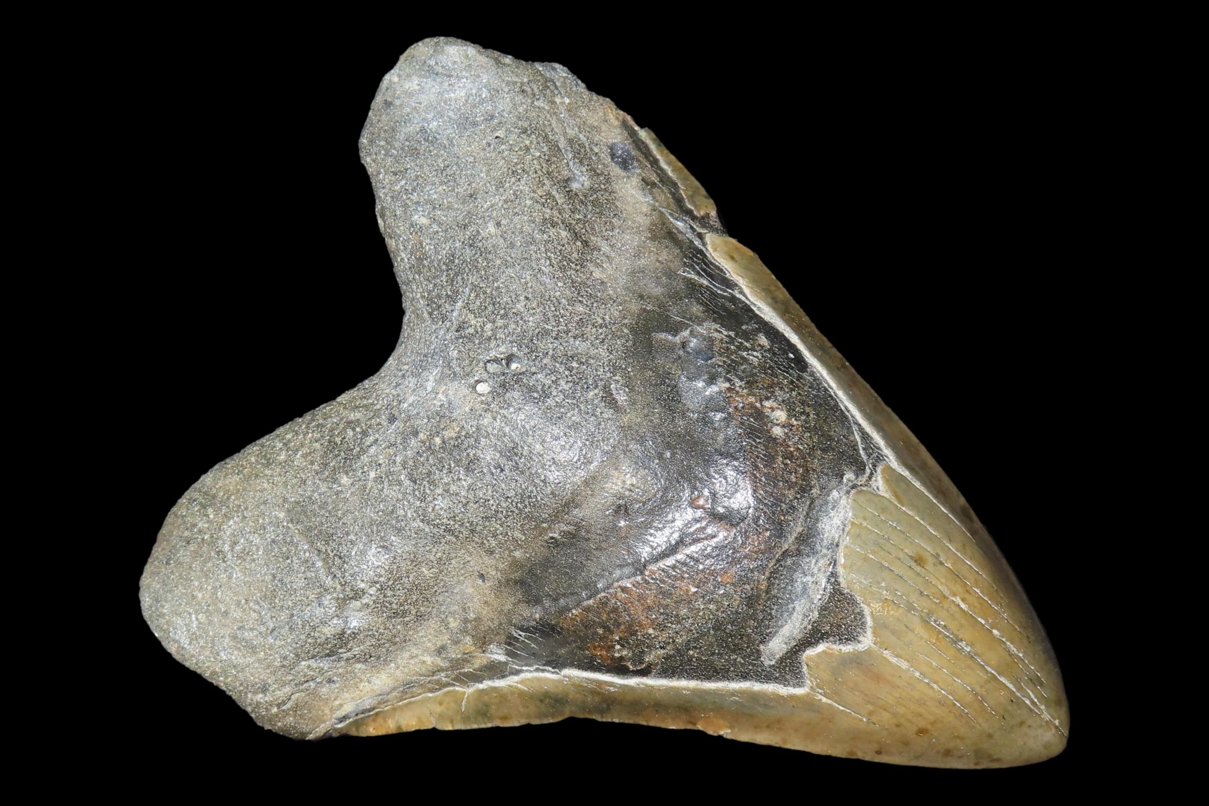 HUGE 5 3/4" Megalodon Shark Tooth, 2.5-23 Million Year Old Fossil found off the coast of the Carolinas. No Repair, No Resto, No Polishing. G