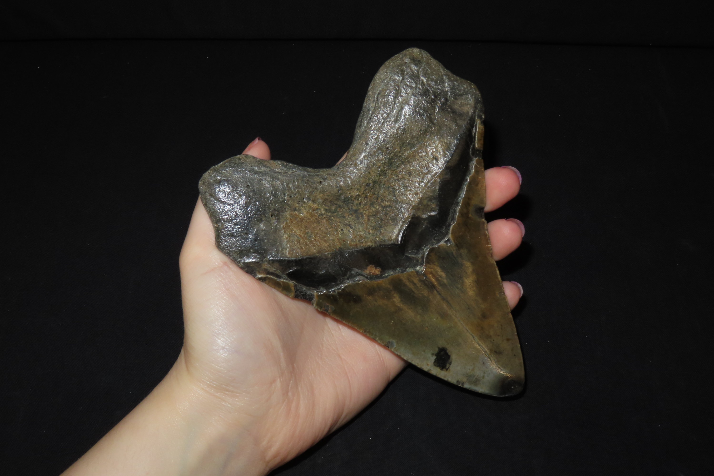 HUGE 5 3/4" Megalodon Shark Tooth, 2.5-23 Million Year Old Fossil found off the coast of the Carolinas. No Repair, No Resto, No Polishing. G
