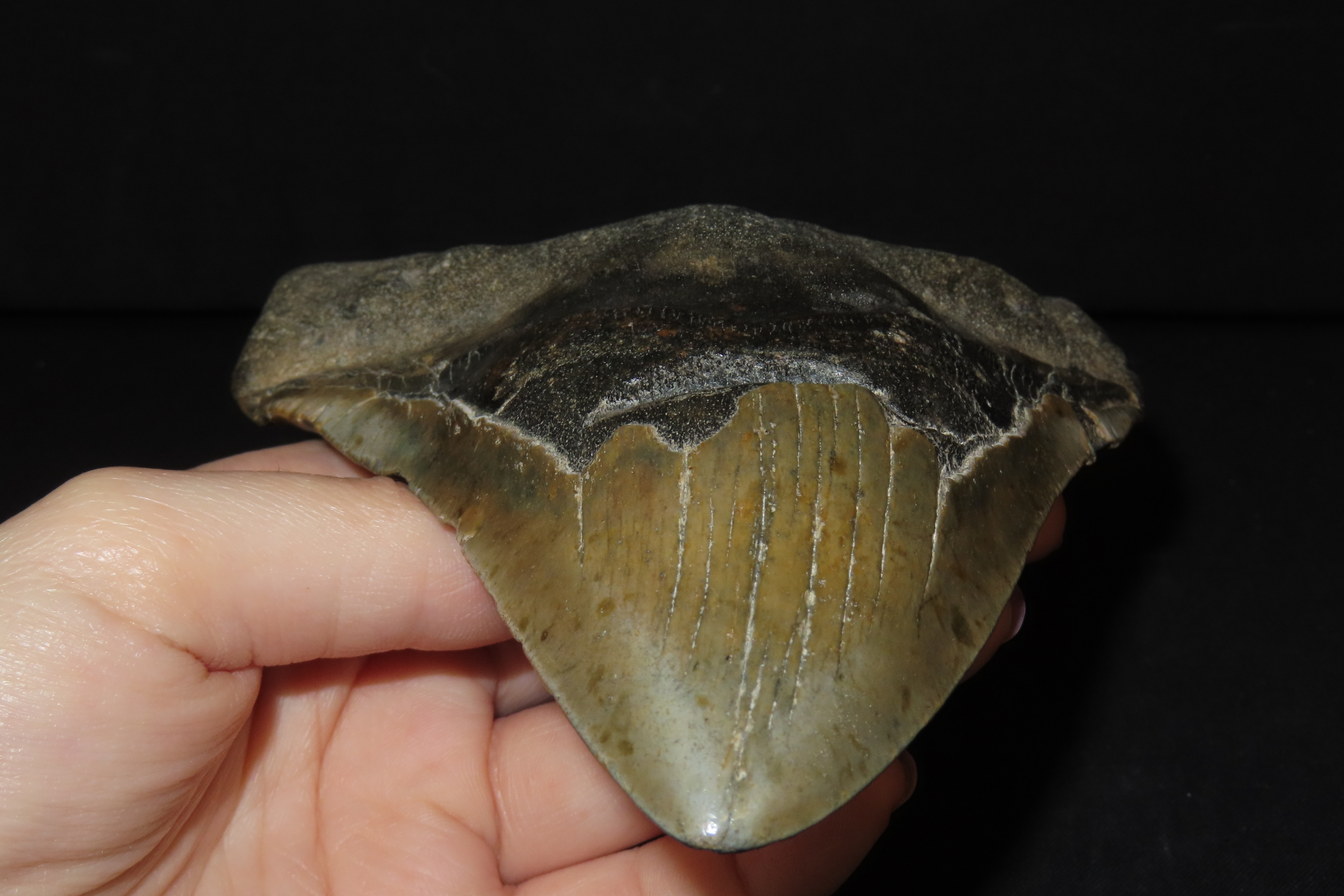 HUGE 5 3/4" Megalodon Shark Tooth, 2.5-23 Million Year Old Fossil found off the coast of the Carolinas. No Repair, No Resto, No Polishing. G