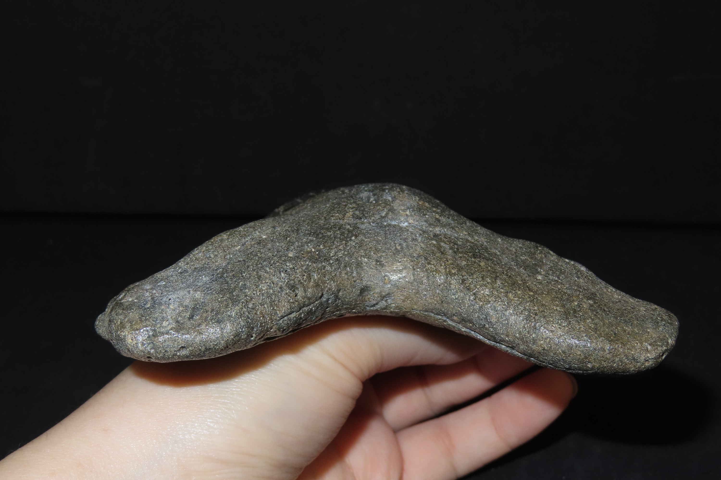 HUGE 5 3/4" Megalodon Shark Tooth, 2.5-23 Million Year Old Fossil found off the coast of the Carolinas. No Repair, No Resto, No Polishing. G