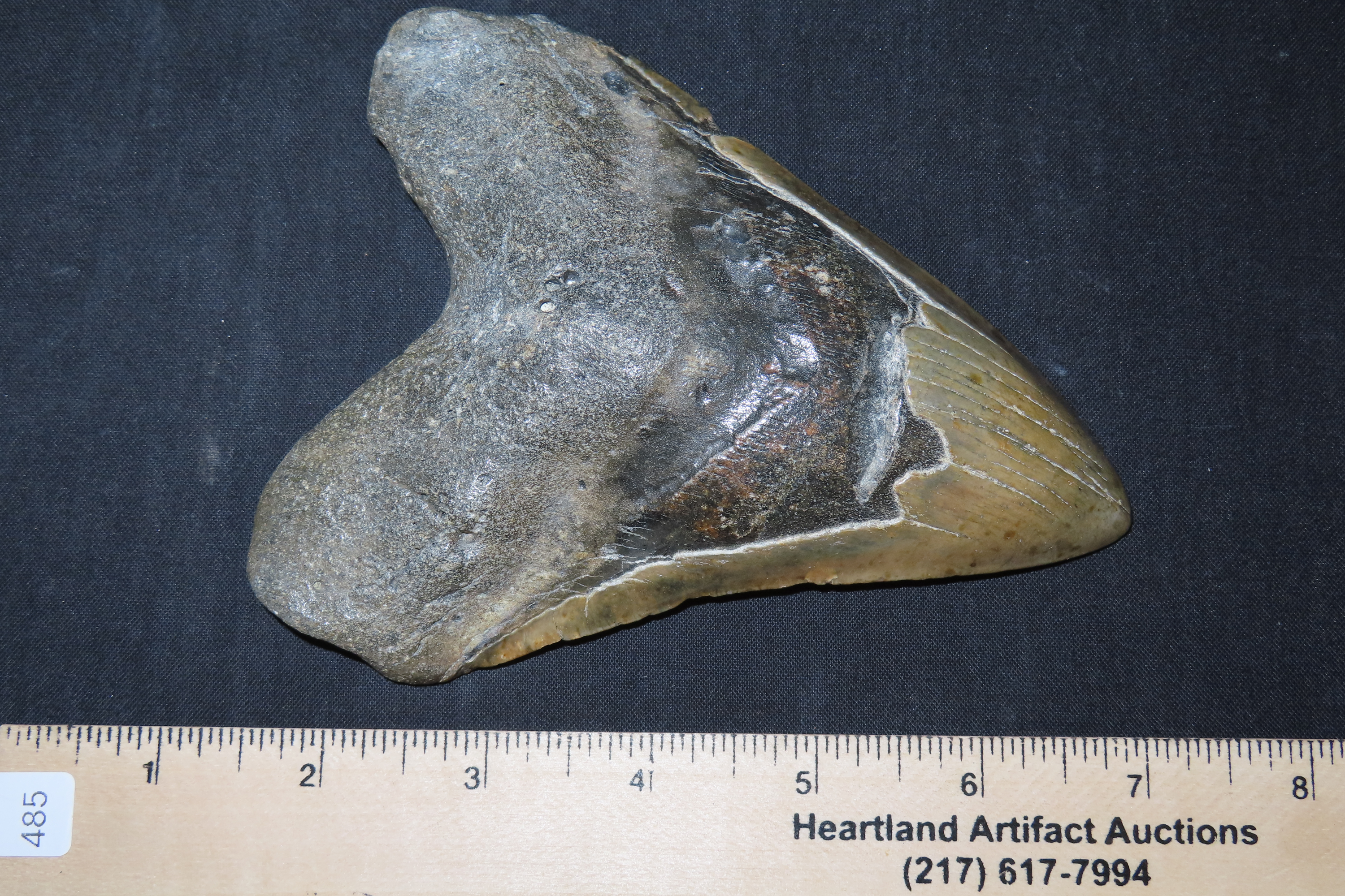 HUGE 5 3/4" Megalodon Shark Tooth, 2.5-23 Million Year Old Fossil found off the coast of the Carolinas. No Repair, No Resto, No Polishing. G