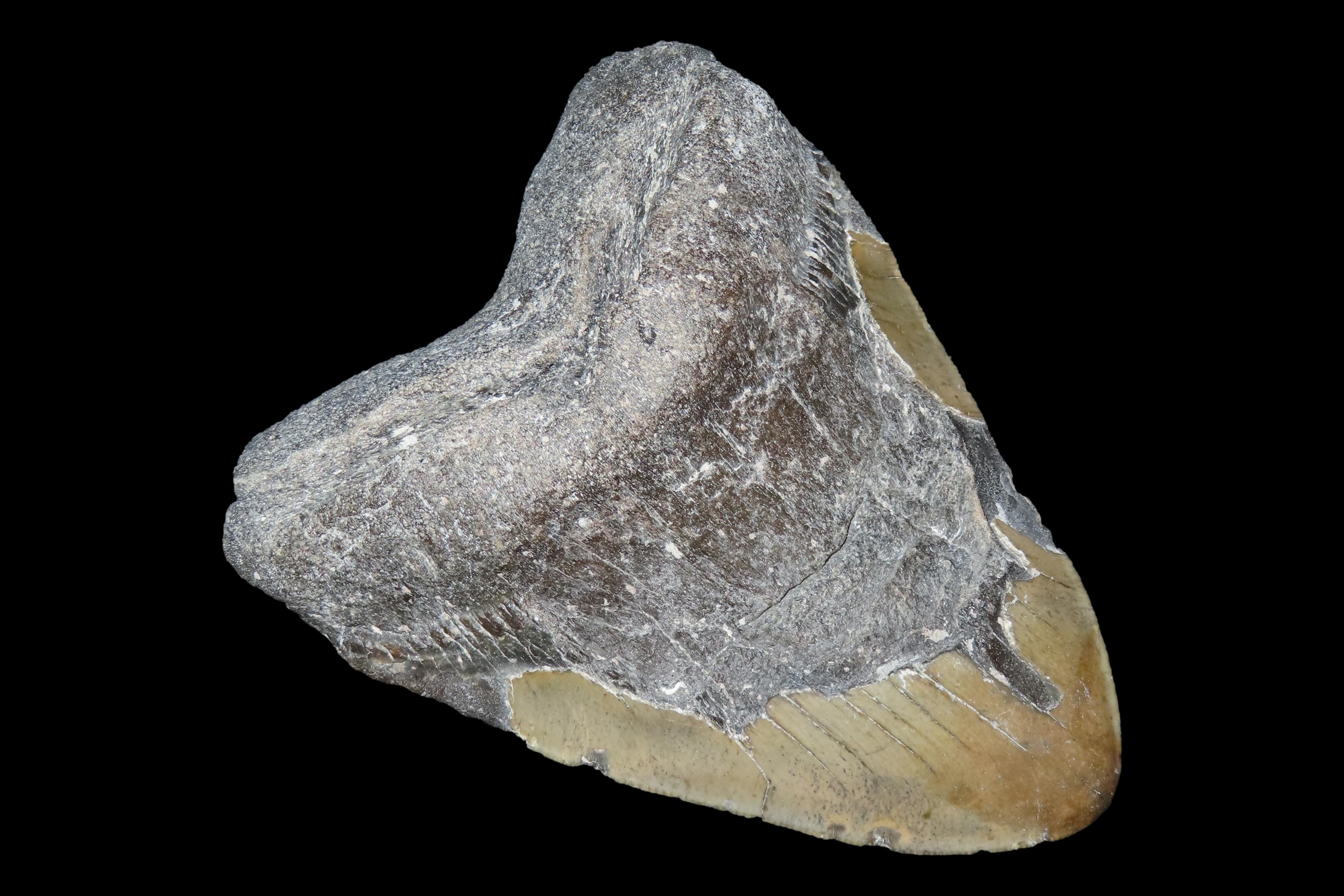 HUGE 5 5/16" Megalodon Shark Tooth, 2.5-23 Million Year Old Fossil found off the coast of the Carolinas. No Repair, No Resto, No Polishing.