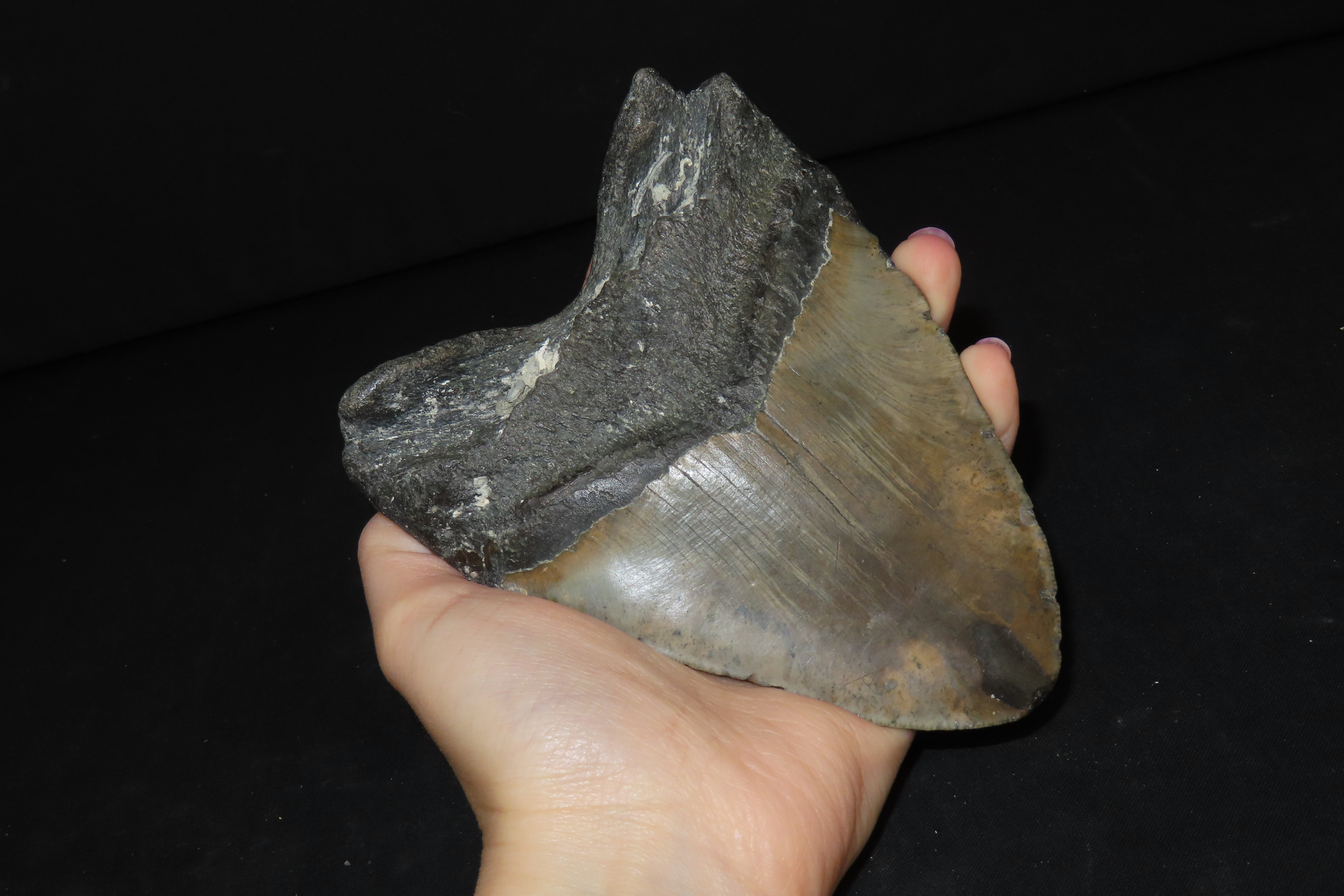 HUGE 5 5/16" Megalodon Shark Tooth, 2.5-23 Million Year Old Fossil found off the coast of the Carolinas. No Repair, No Resto, No Polishing.