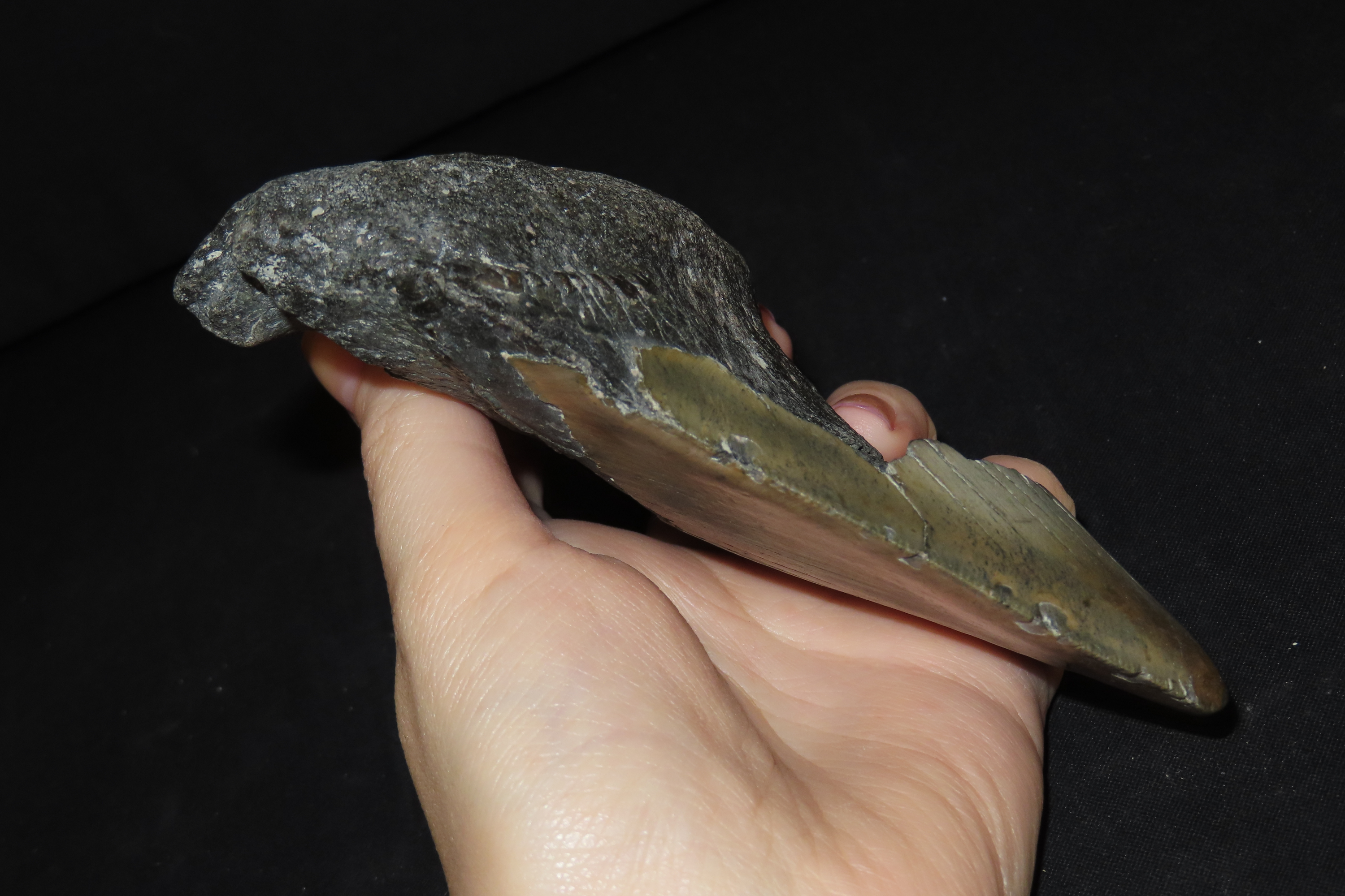 HUGE 5 5/16" Megalodon Shark Tooth, 2.5-23 Million Year Old Fossil found off the coast of the Carolinas. No Repair, No Resto, No Polishing.