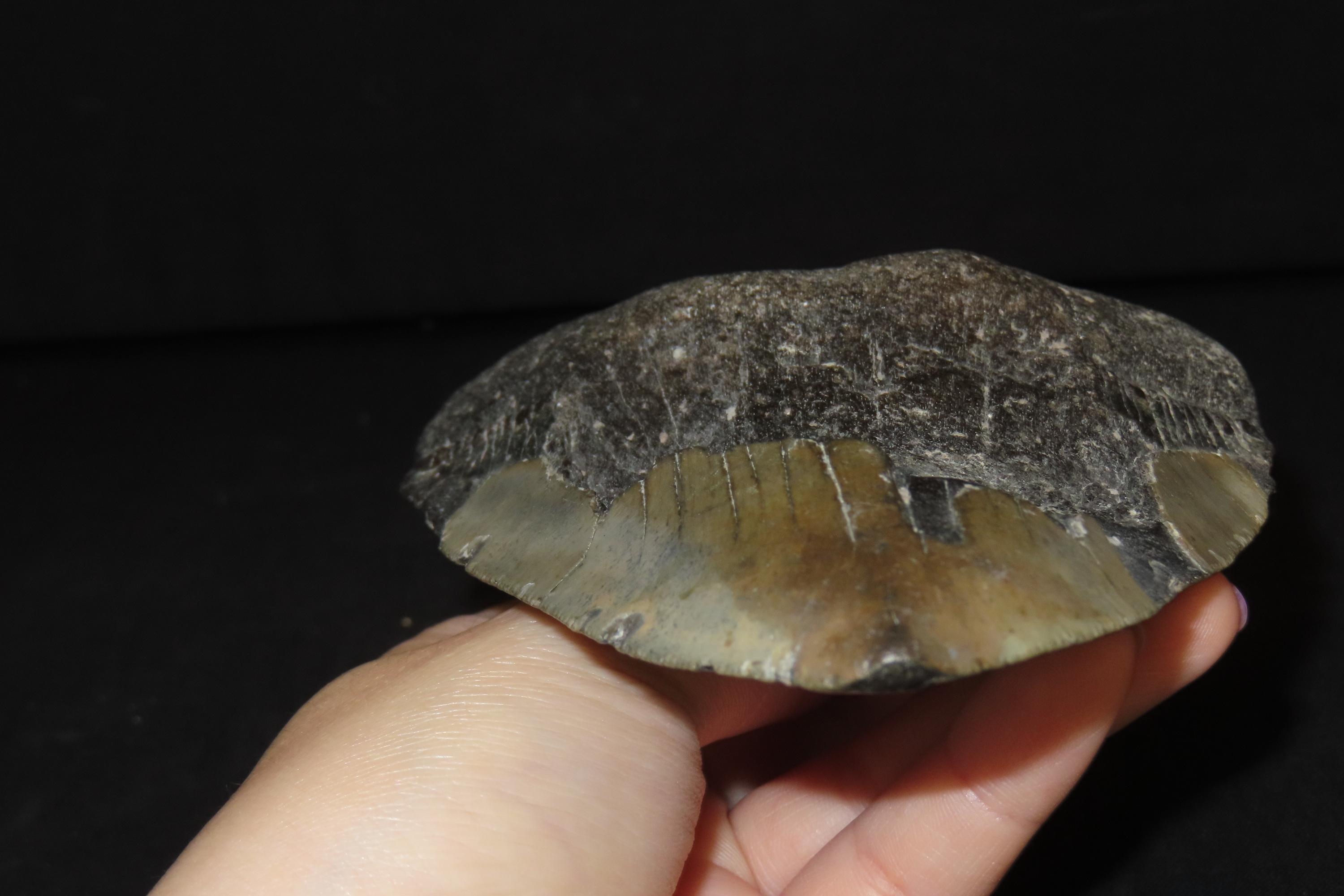 HUGE 5 5/16" Megalodon Shark Tooth, 2.5-23 Million Year Old Fossil found off the coast of the Carolinas. No Repair, No Resto, No Polishing.