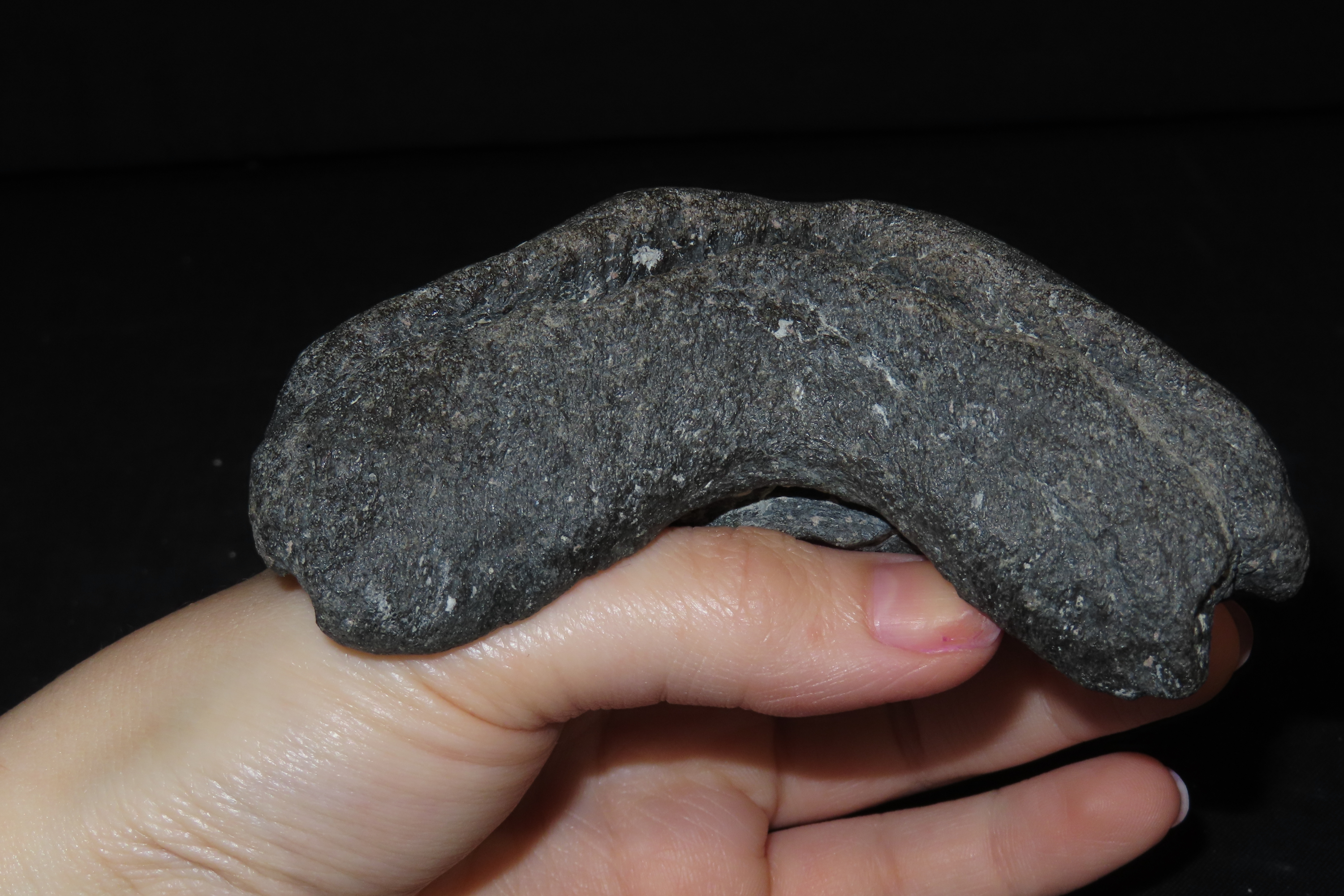 HUGE 5 5/16" Megalodon Shark Tooth, 2.5-23 Million Year Old Fossil found off the coast of the Carolinas. No Repair, No Resto, No Polishing.