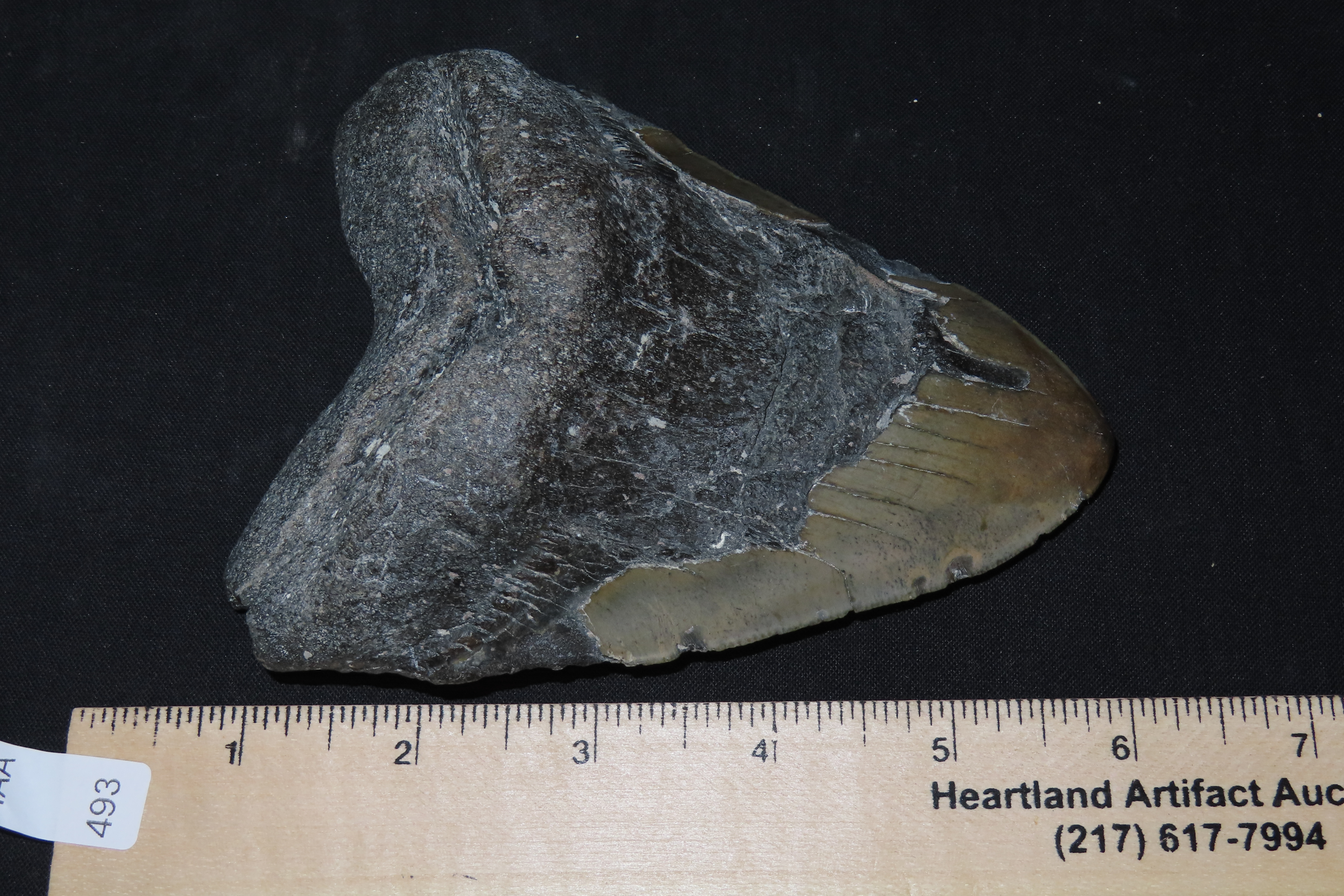 HUGE 5 5/16" Megalodon Shark Tooth, 2.5-23 Million Year Old Fossil found off the coast of the Carolinas. No Repair, No Resto, No Polishing.