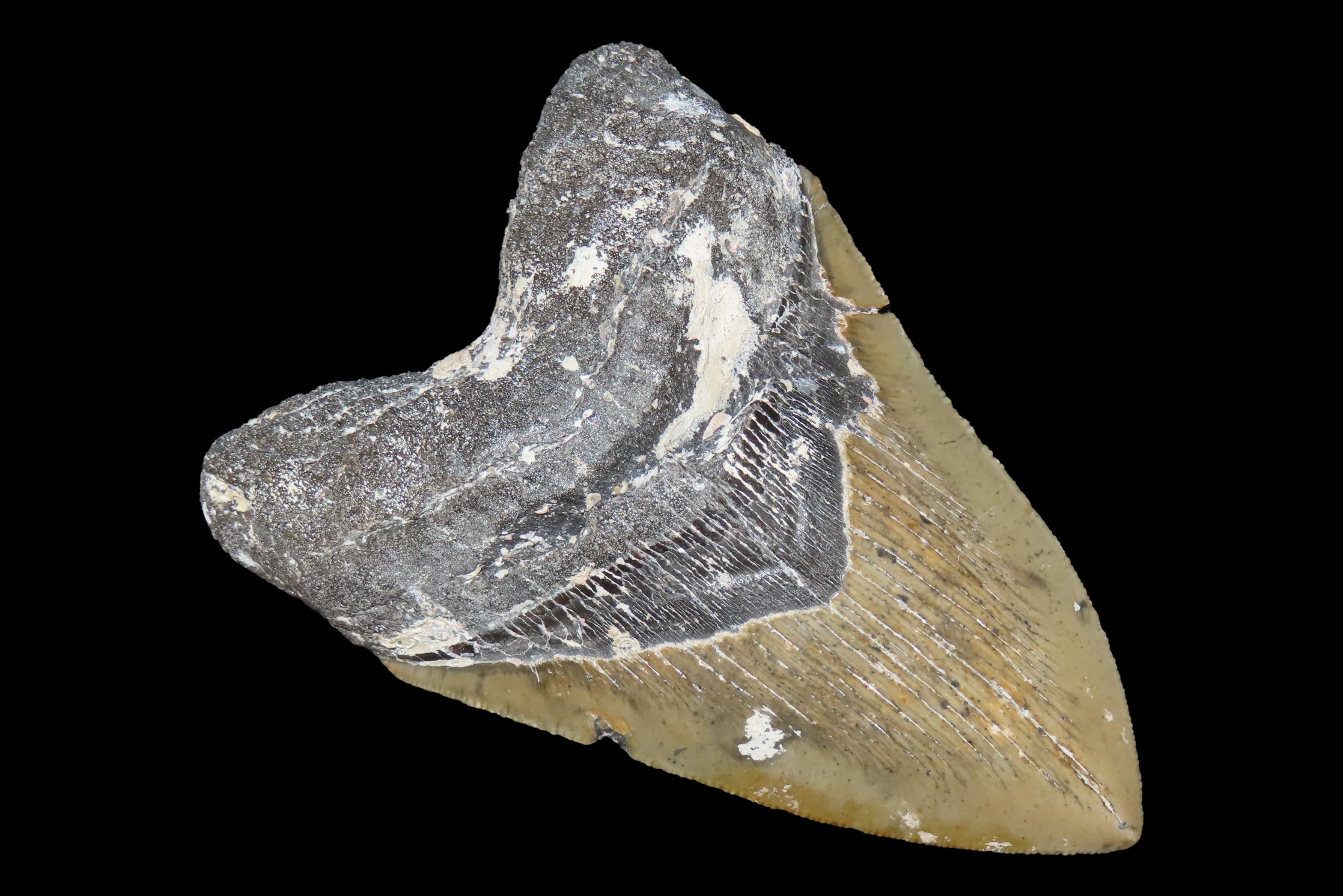 Incredible 5" Megalodon Shark Tooth, 2.5-23 Million Year Old Fossil found off the coast of the Carolinas. No Repair, No Resto, No Polishing.