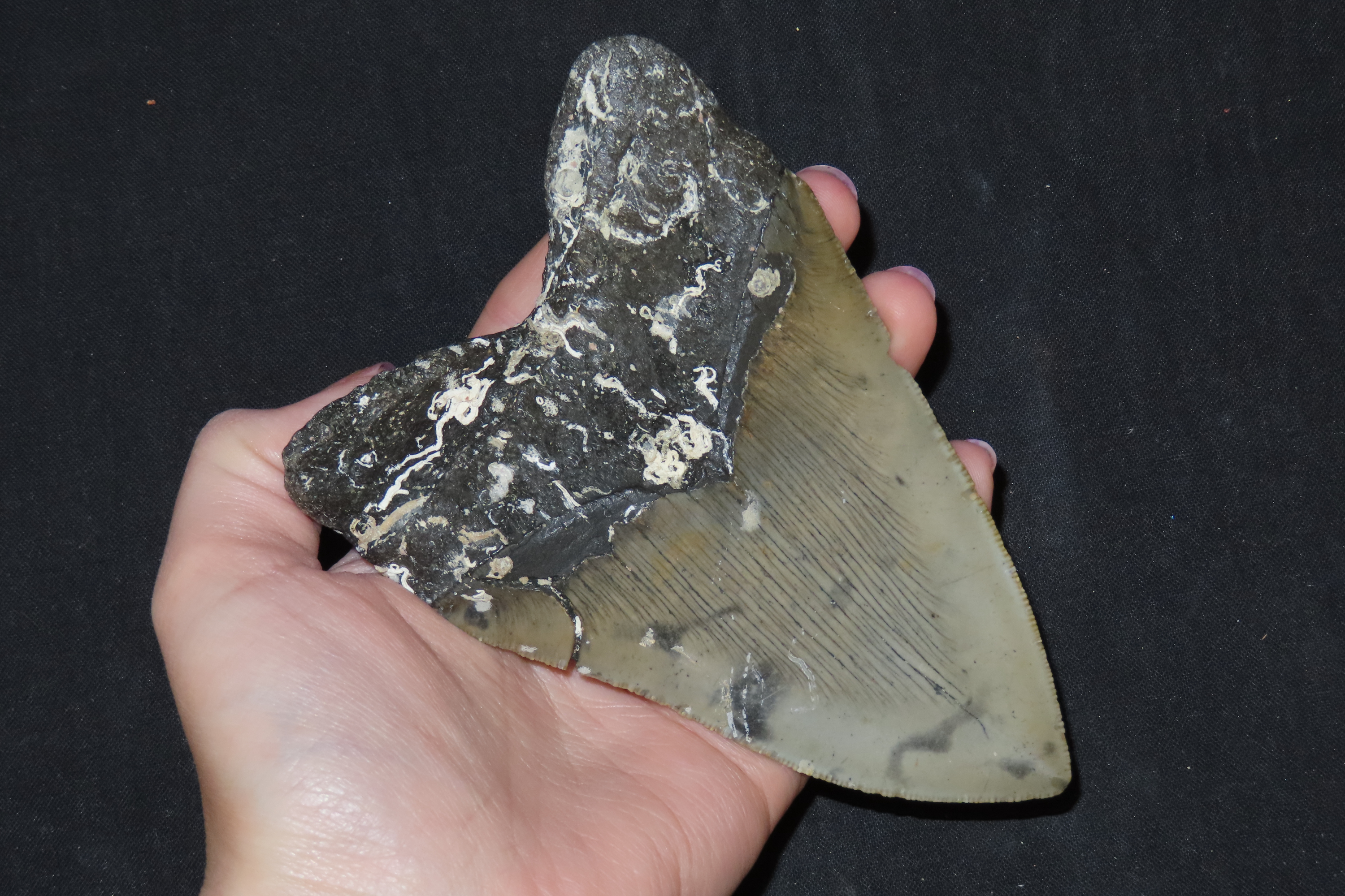 Incredible 5" Megalodon Shark Tooth, 2.5-23 Million Year Old Fossil found off the coast of the Carolinas. No Repair, No Resto, No Polishing.