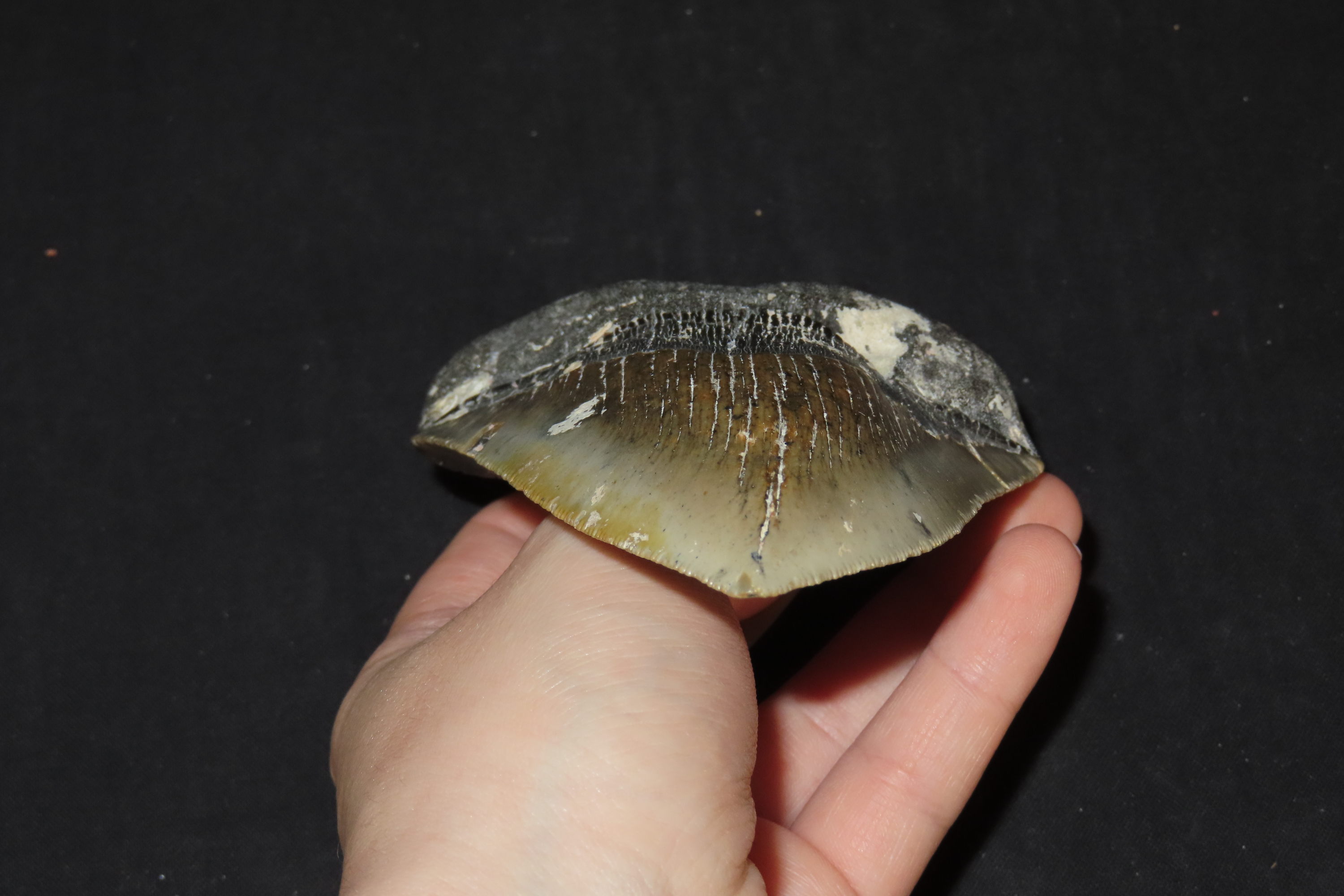Incredible 5" Megalodon Shark Tooth, 2.5-23 Million Year Old Fossil found off the coast of the Carolinas. No Repair, No Resto, No Polishing.