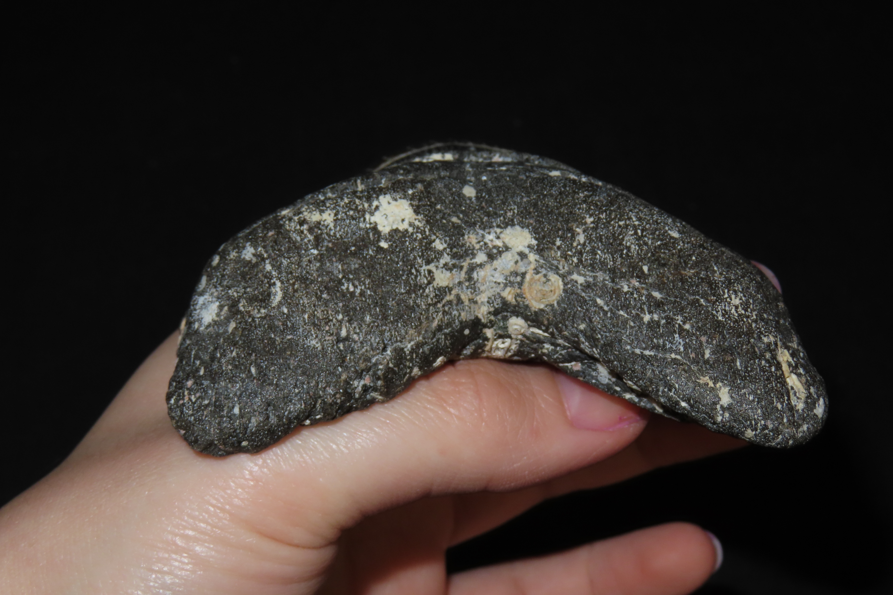 Incredible 5" Megalodon Shark Tooth, 2.5-23 Million Year Old Fossil found off the coast of the Carolinas. No Repair, No Resto, No Polishing.