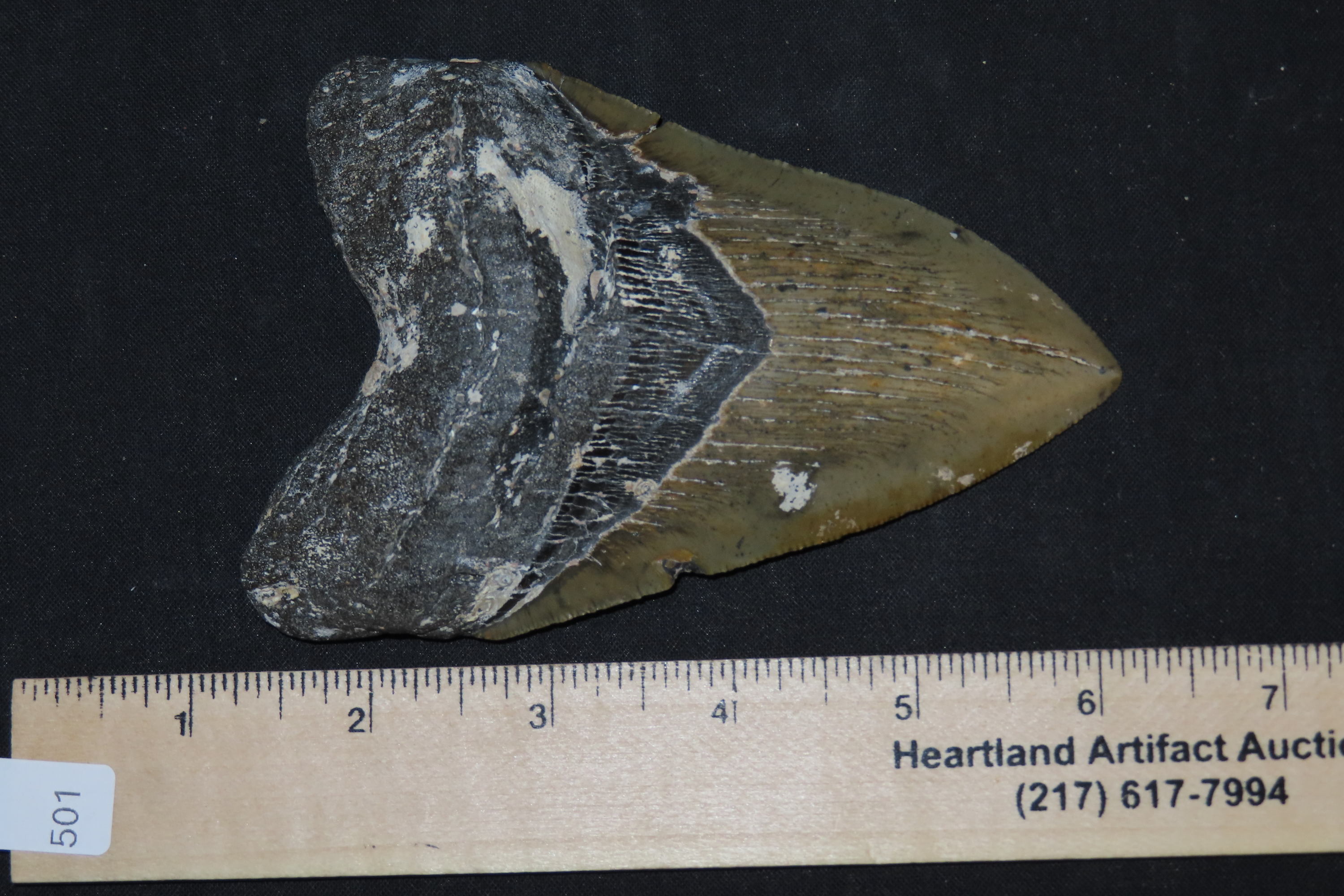 Incredible 5" Megalodon Shark Tooth, 2.5-23 Million Year Old Fossil found off the coast of the Carolinas. No Repair, No Resto, No Polishing.