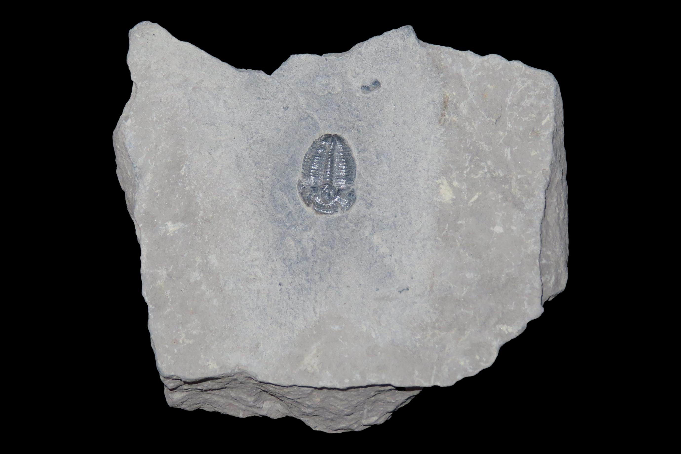 300-500 Million Year old Trilobite Fossil in Matrix, Very well Preserved & Highly Detailed Example.