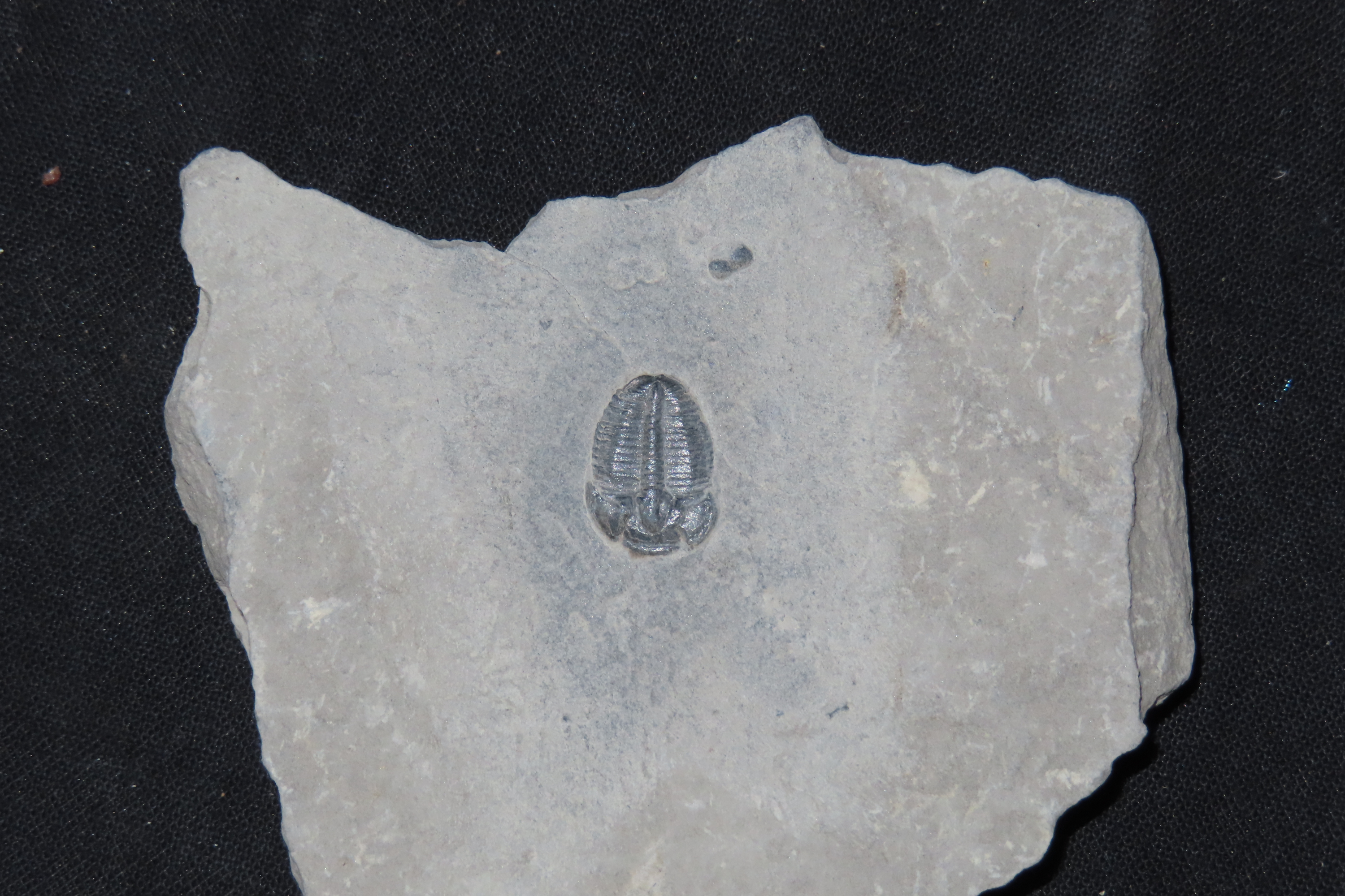 300-500 Million Year old Trilobite Fossil in Matrix, Very well Preserved & Highly Detailed Example.